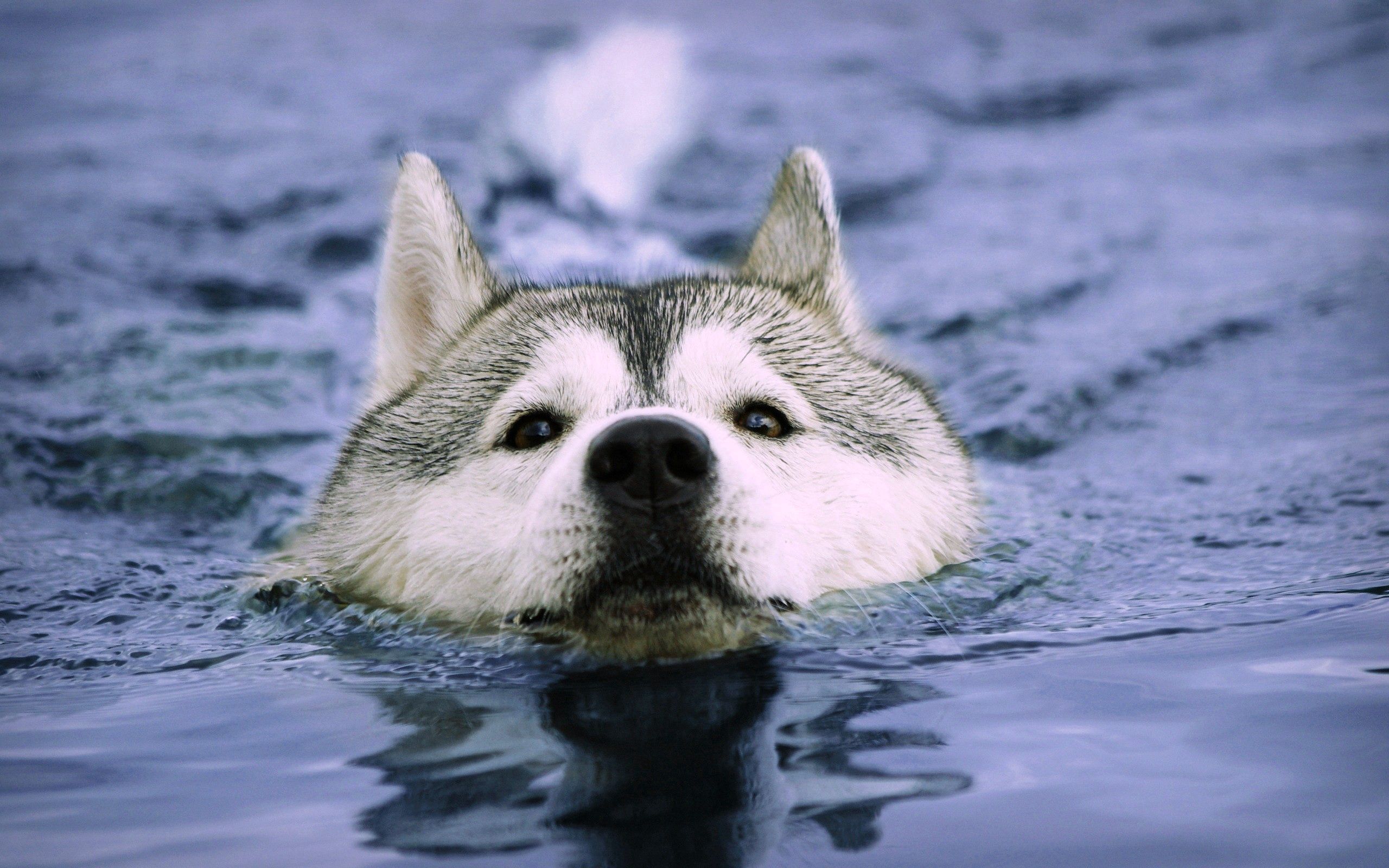 animals, dog, muzzle, wet, to swim, swim phone background