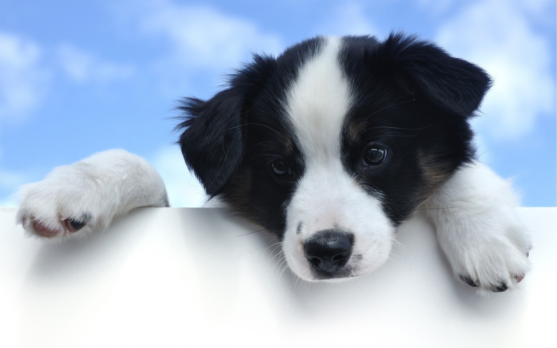 dogs, border collie, animal, cute, puppy