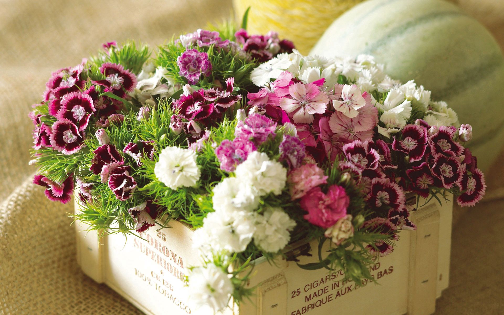 1920 x 1080 picture bouquet, flowers, grass, carnations, multicolored, box