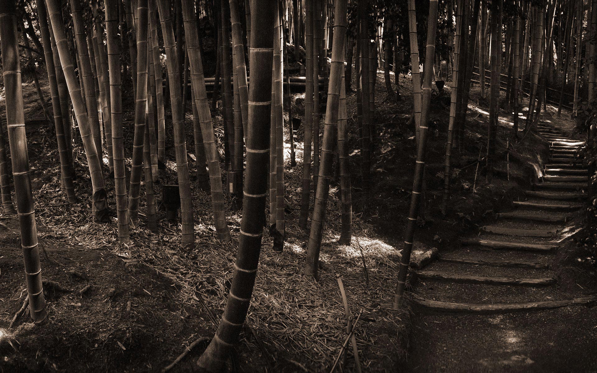 earth, bamboo, forest