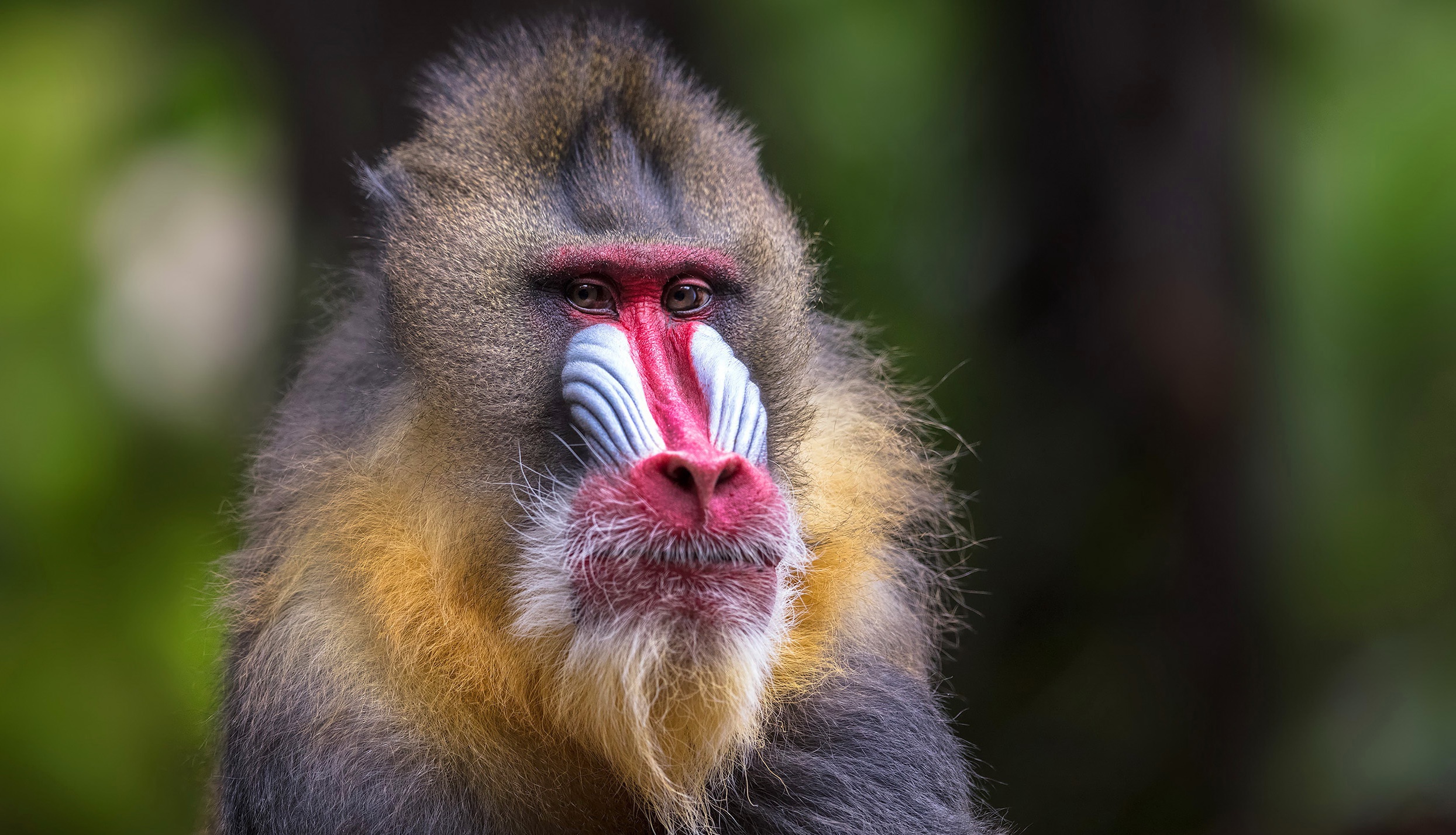 394956 télécharger l'image singe, animaux, mandrill, primate, singes - fonds d'écran et économiseurs d'écran gratuits