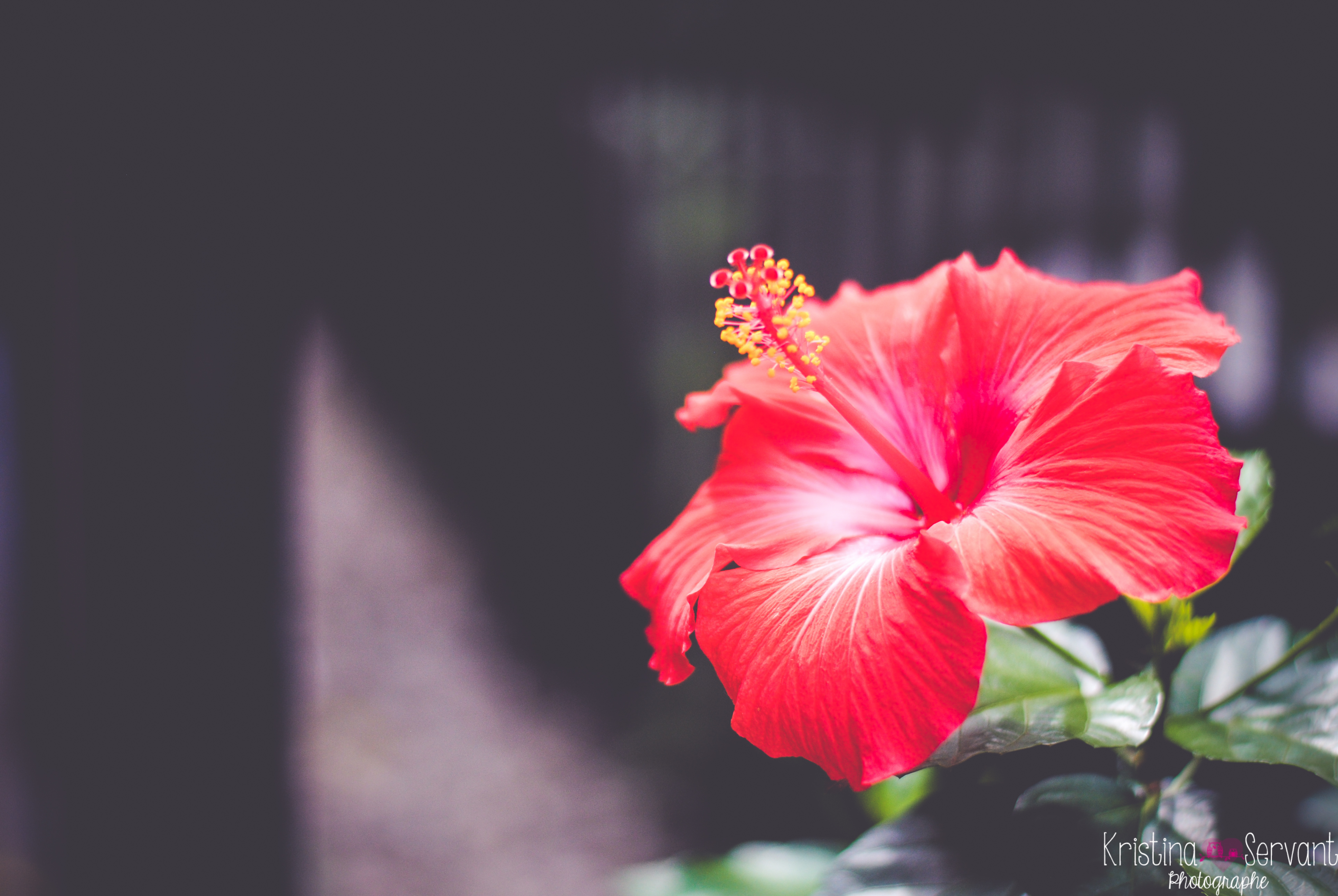 Free Hibiscus Stock Wallpapers