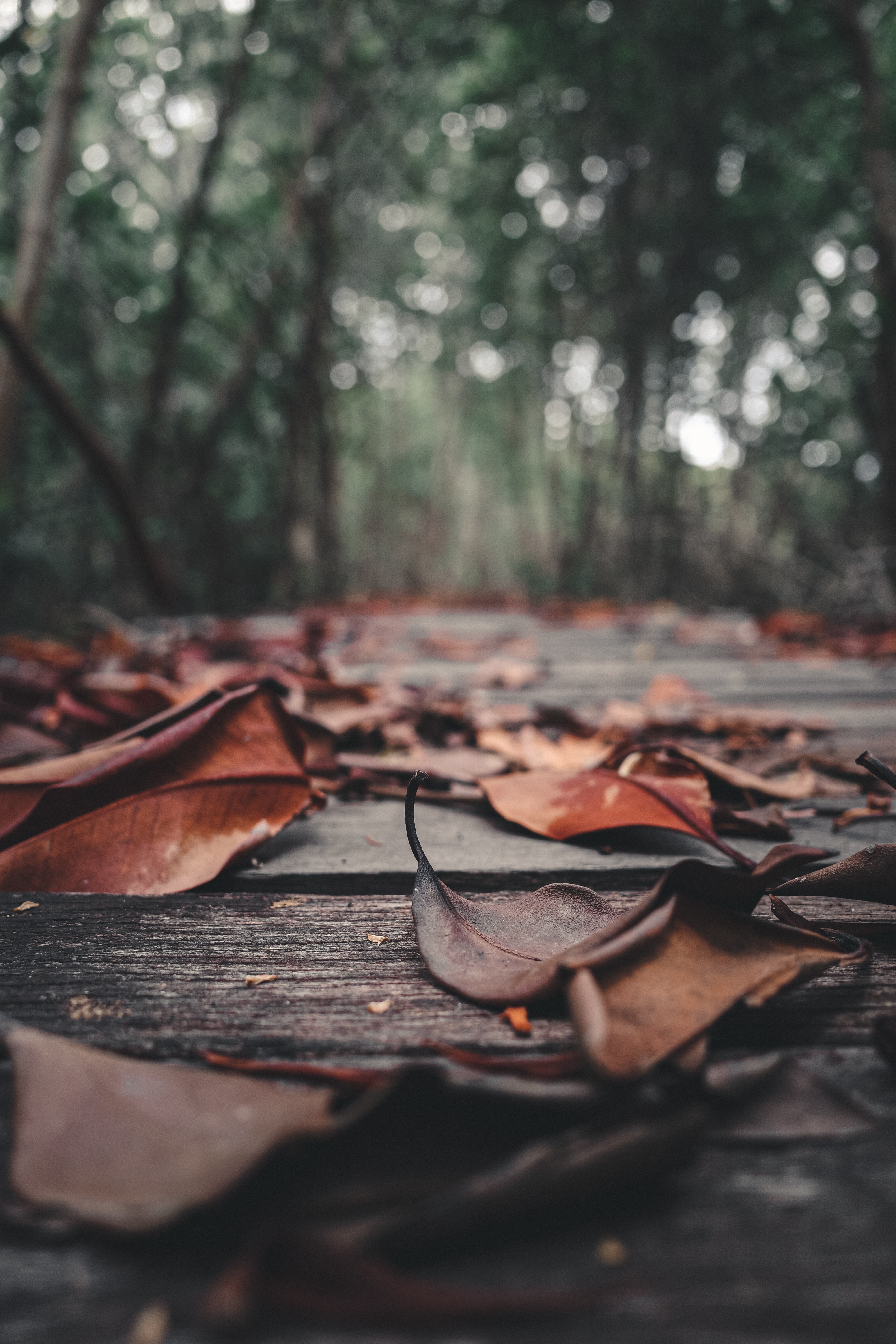 autumn, wooden, wood, nature, leaves, foliage, planks, board UHD