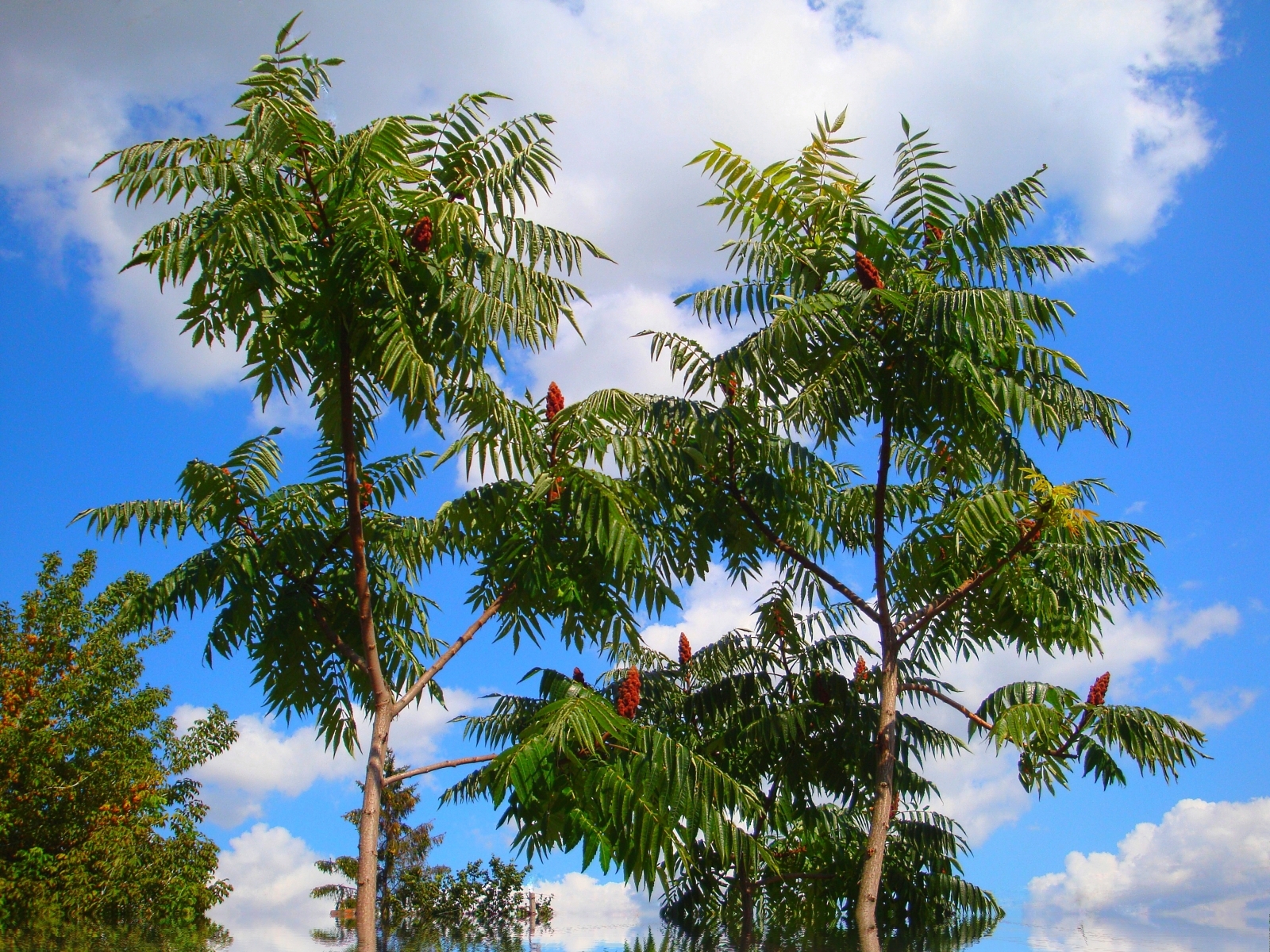 Laden Sie das Pflanzen, Bäume, Sky-Bild kostenlos auf Ihren PC-Desktop herunter