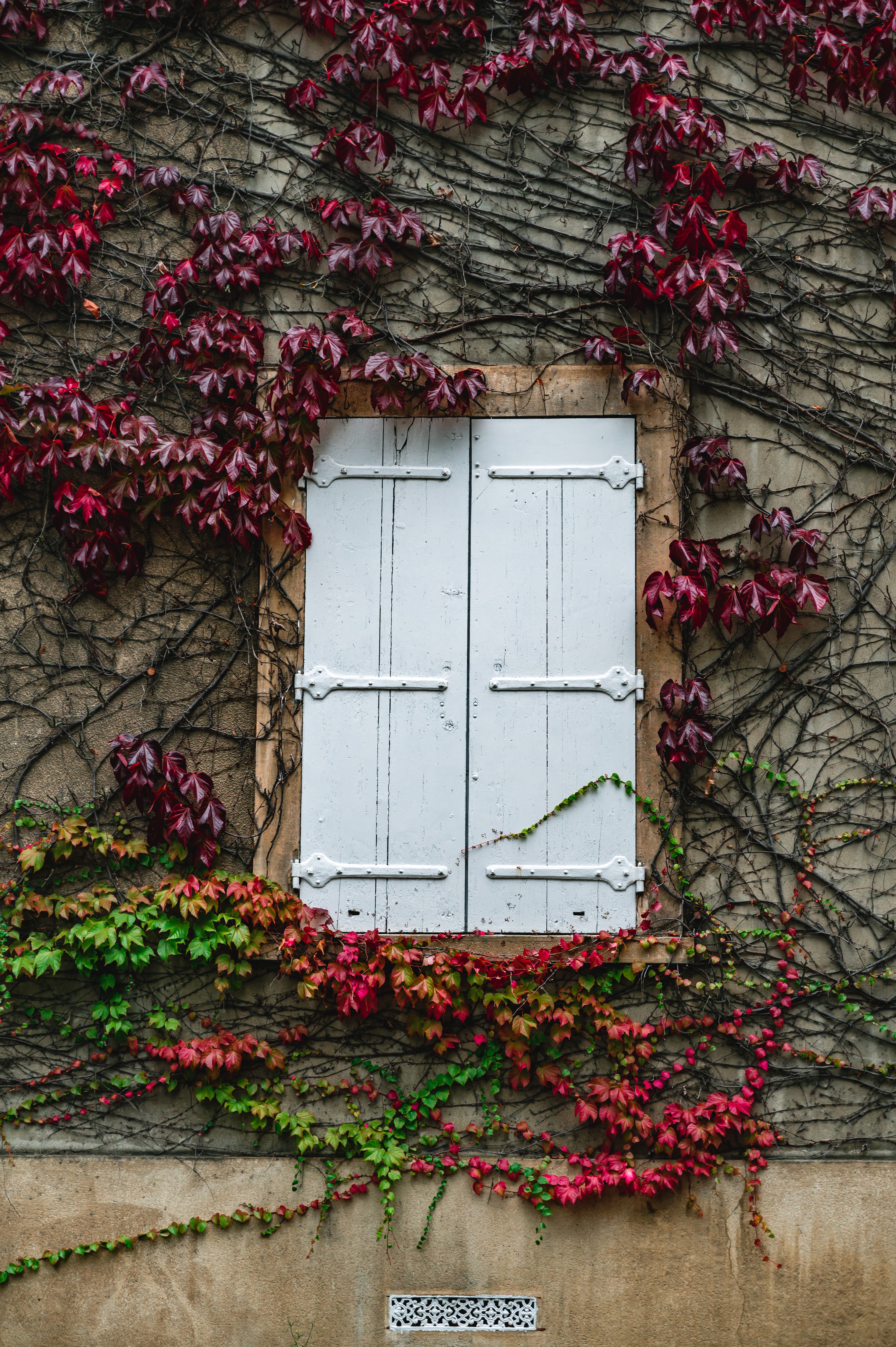 Download mobile wallpaper Building, Miscellaneous, Window, Ivy, Miscellanea, Plant, Wall for free.