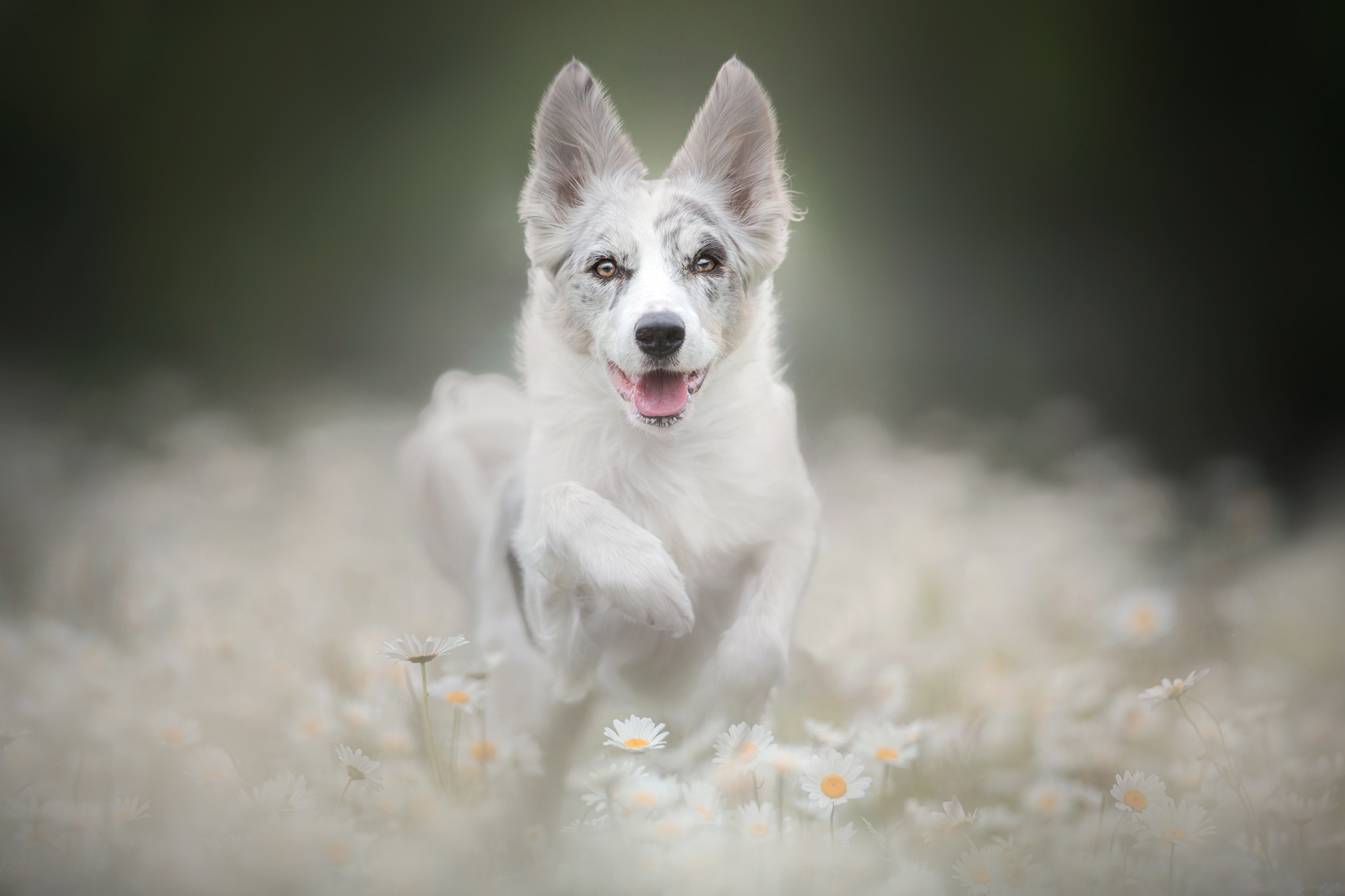 Белая собака бежит