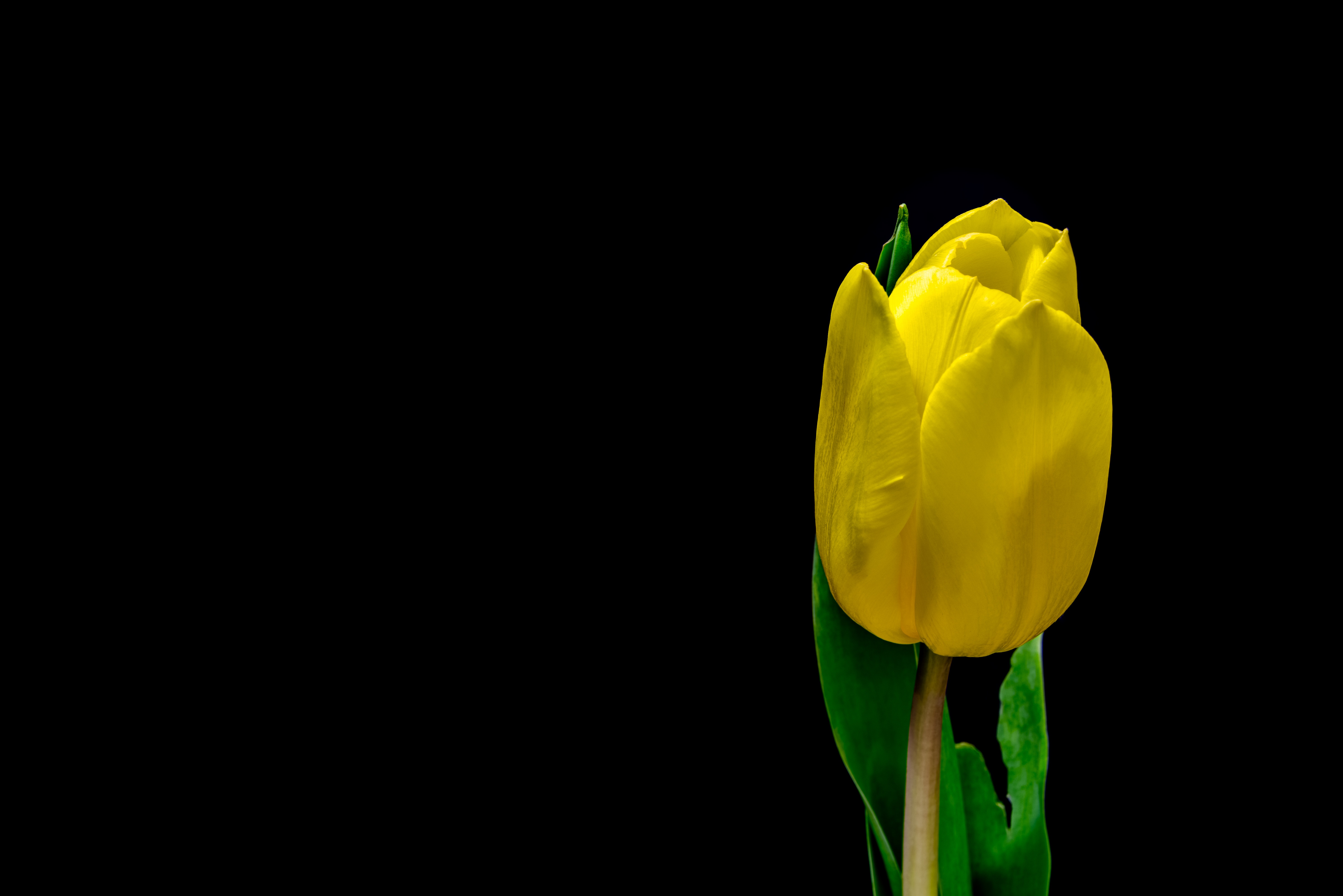 flower, flowers, yellow, plant, petals, tulip 4K for PC