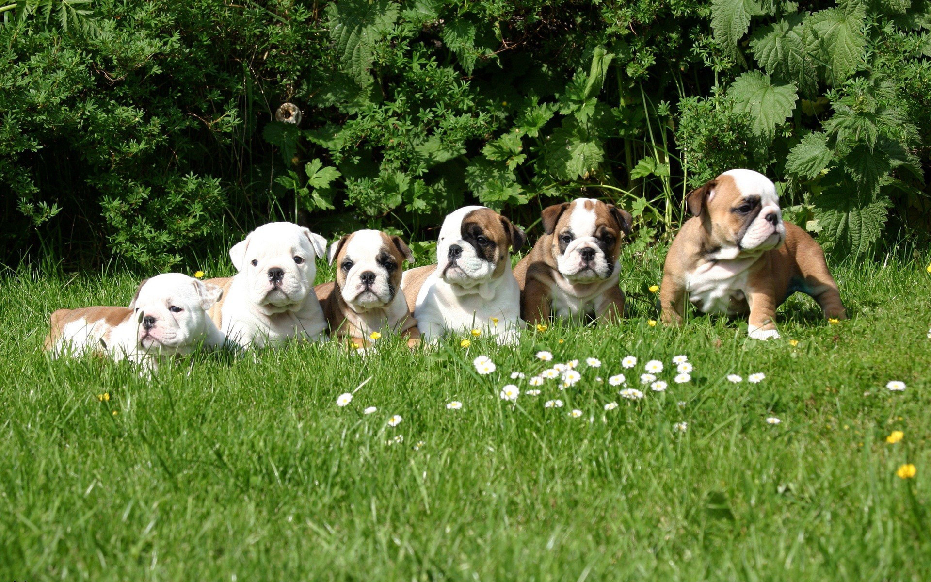 bulldog, puppy, animal, cute, dogs