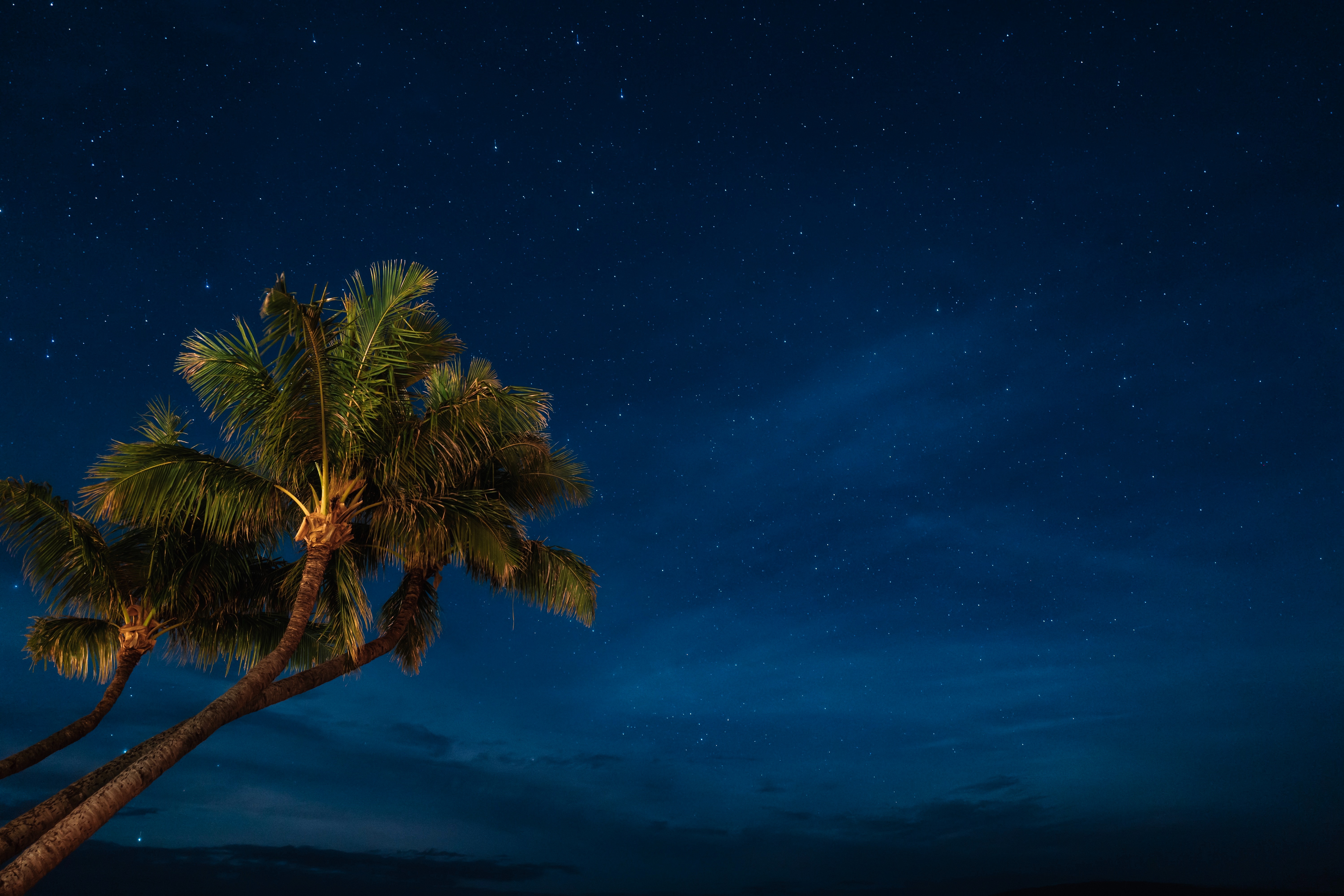 night, nature, palms, starry sky, tropics 4K, Ultra HD