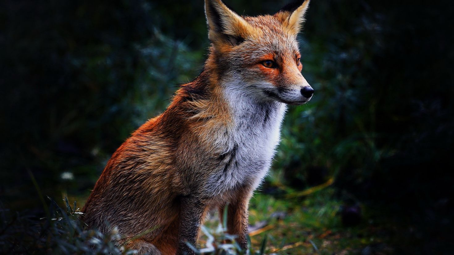 Написать fox. Лиса. Красивые лисы. Лиса обои. Лисица картинка.