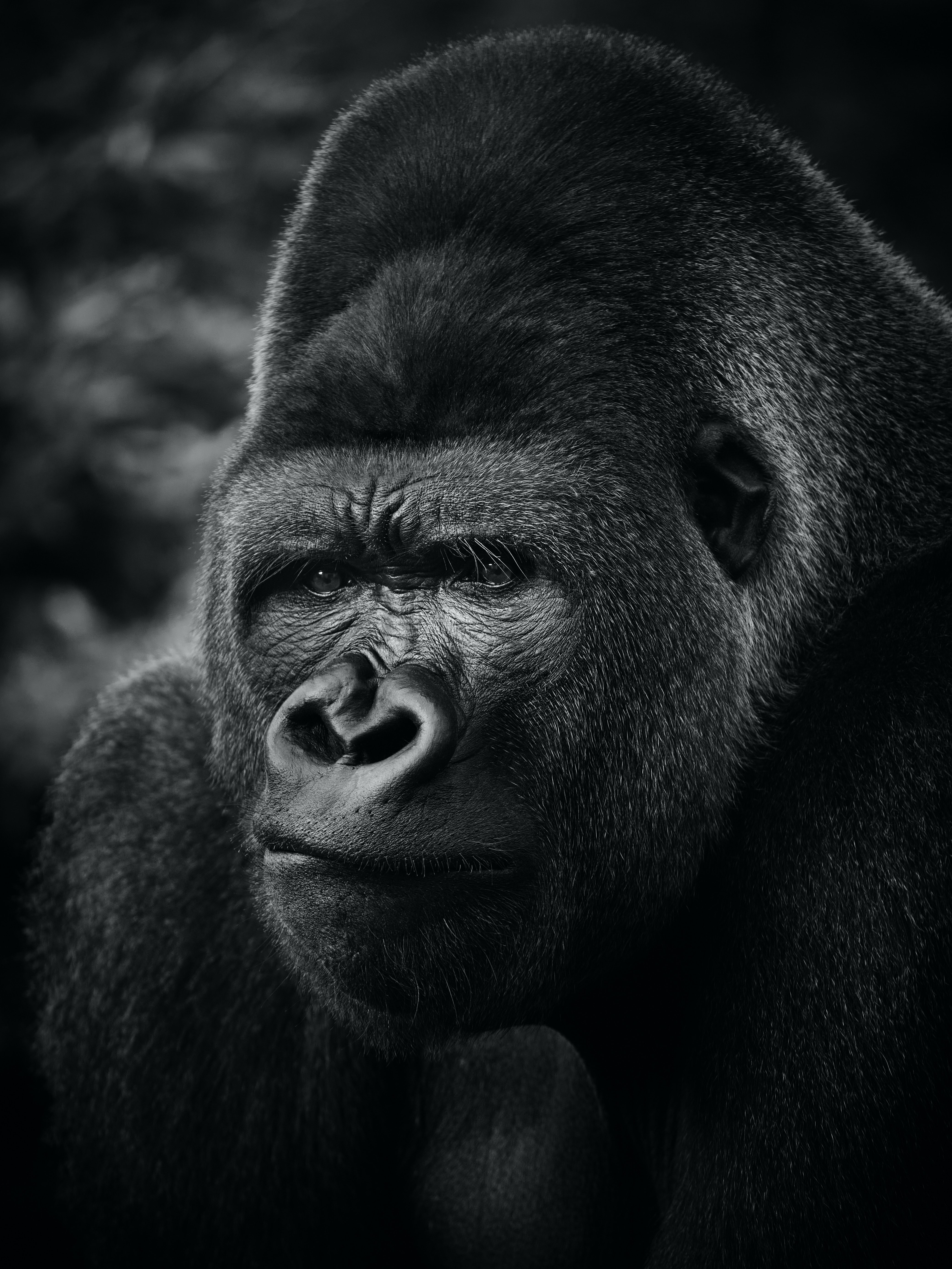 63178 скачать картинку животное, горилла, примат, животные, черный - обои и заставки бесплатно