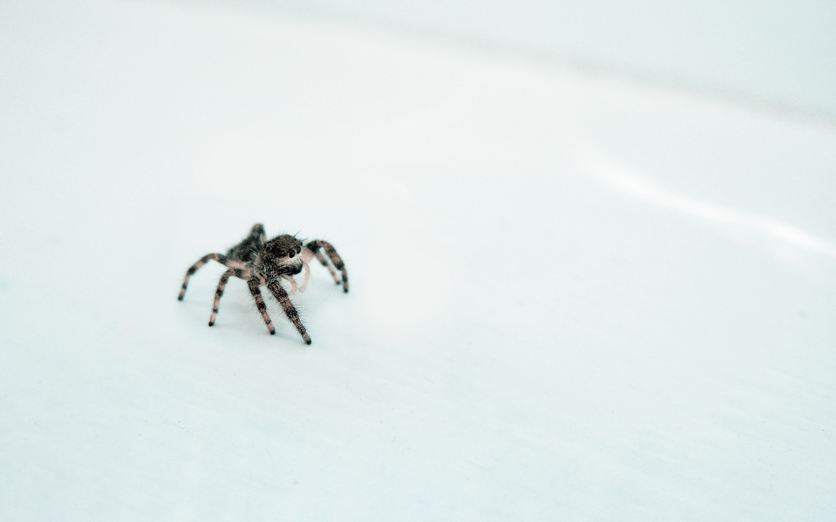 521416 скачать обои паук, животные, прыгающий паук, пауки - заставки и картинки бесплатно