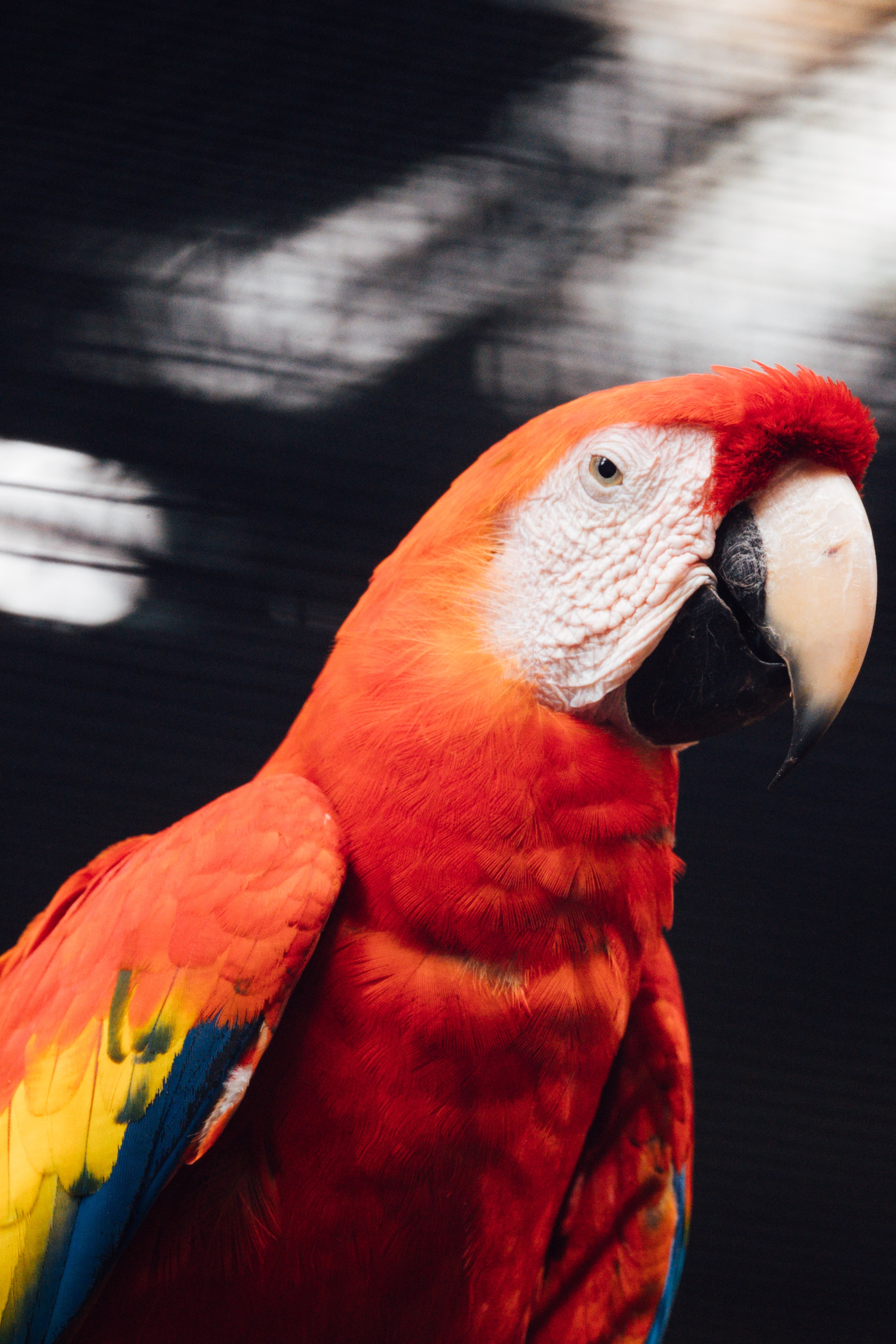 Download mobile wallpaper Animals, Bird, Macaw, Parrots for free.