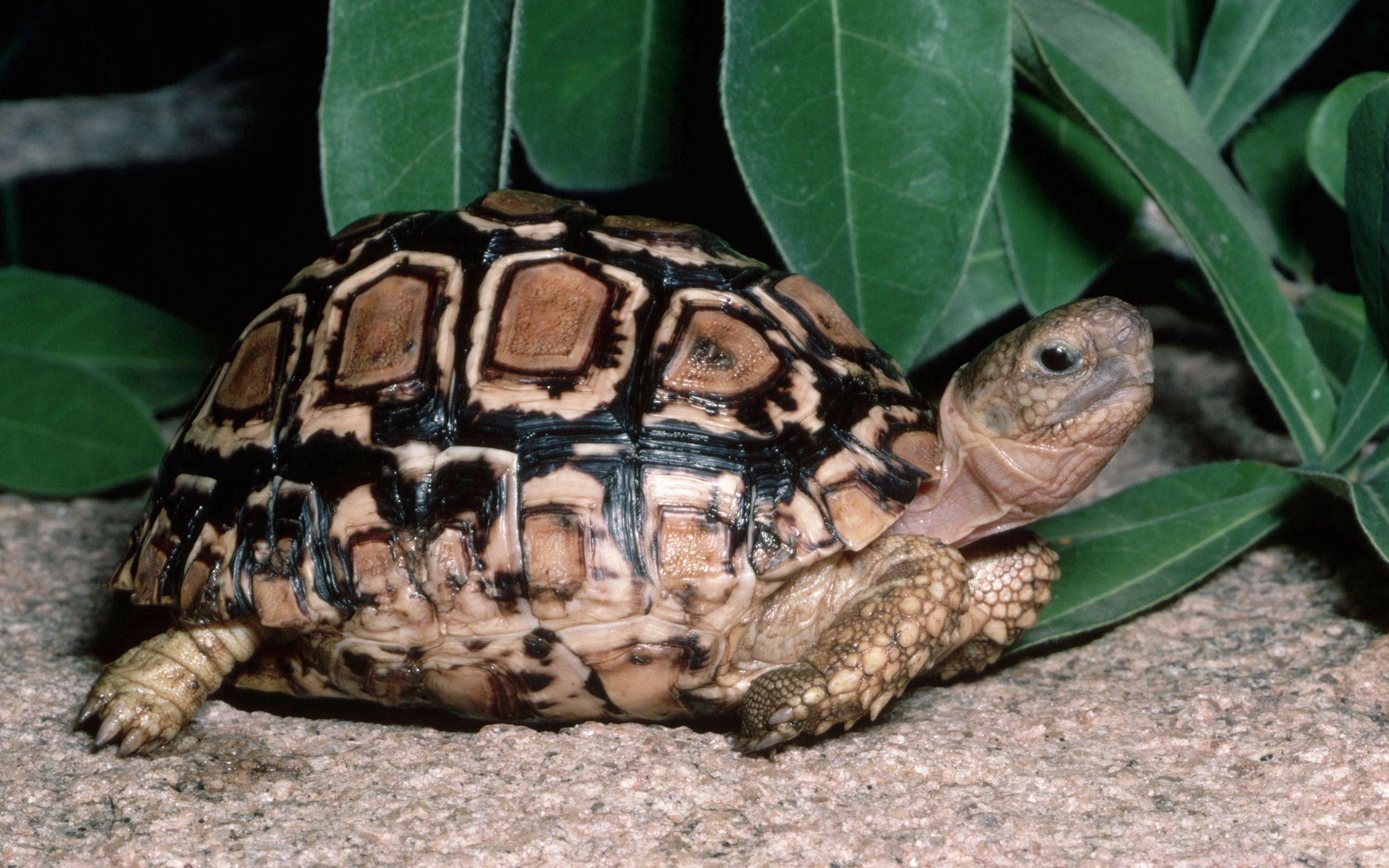 Download mobile wallpaper Animals, Leaves, Reptile, Grass, Turtle for free.