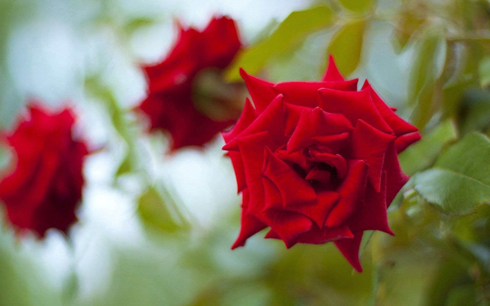 Téléchargez des papiers peints mobile Plante, Macro, Planter, Pétales, Bourgeon, Une Rose, Rose gratuitement.
