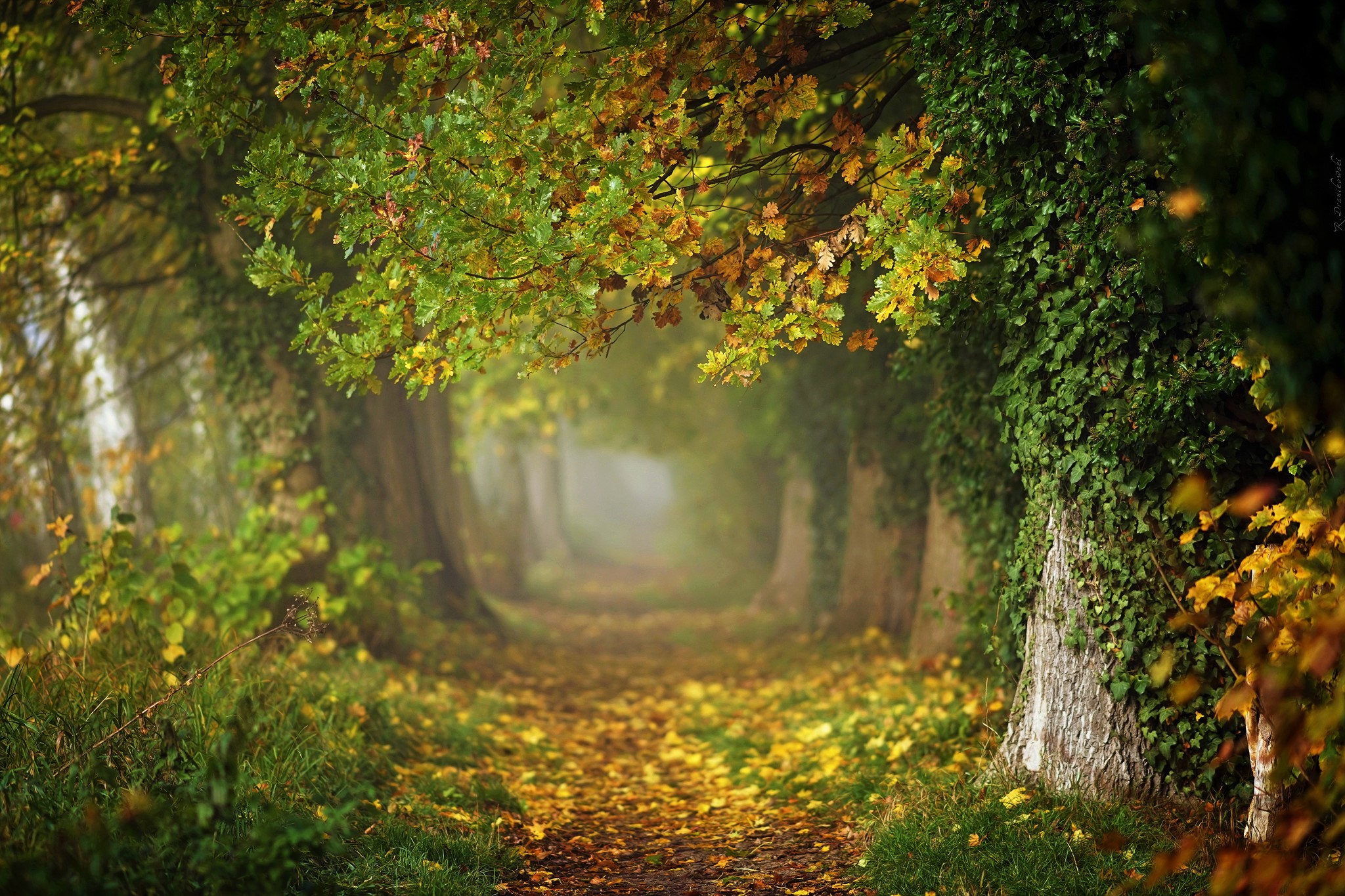 earth, path, canopy, fall, forest for android