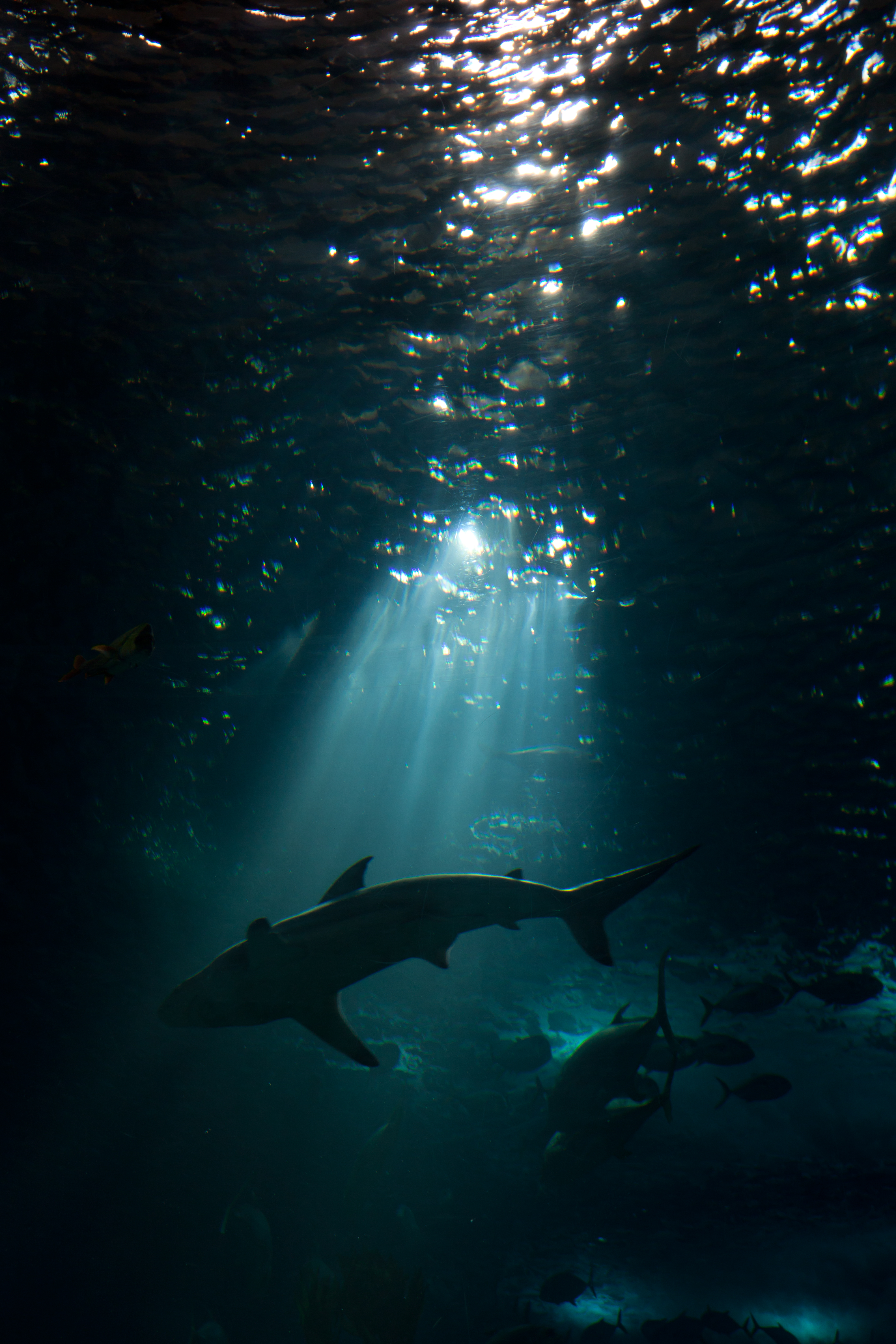 shark, underwater world, dark, animals Phone Background