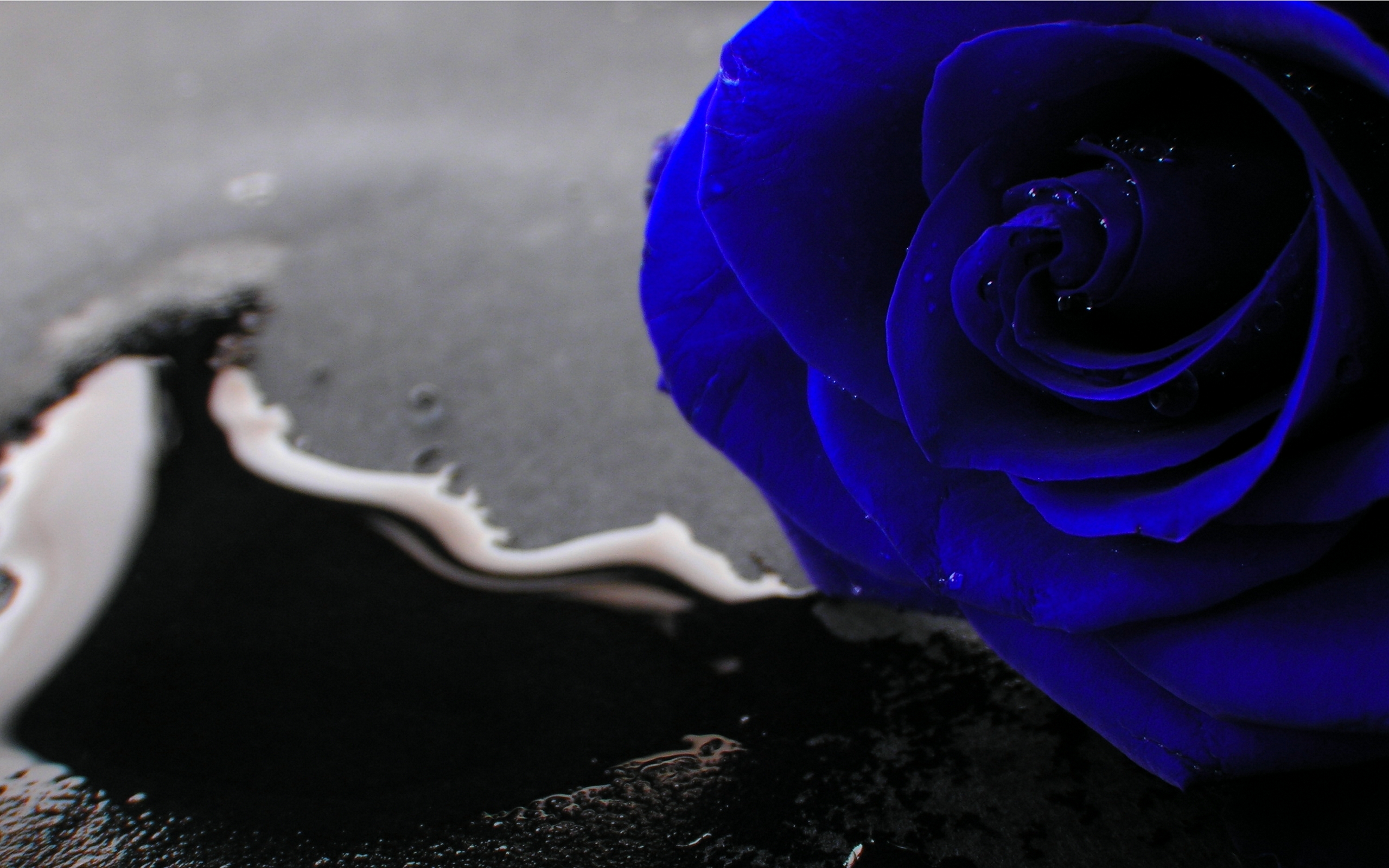 Завантажити шпалери Блакитна Троянда на телефон безкоштовно