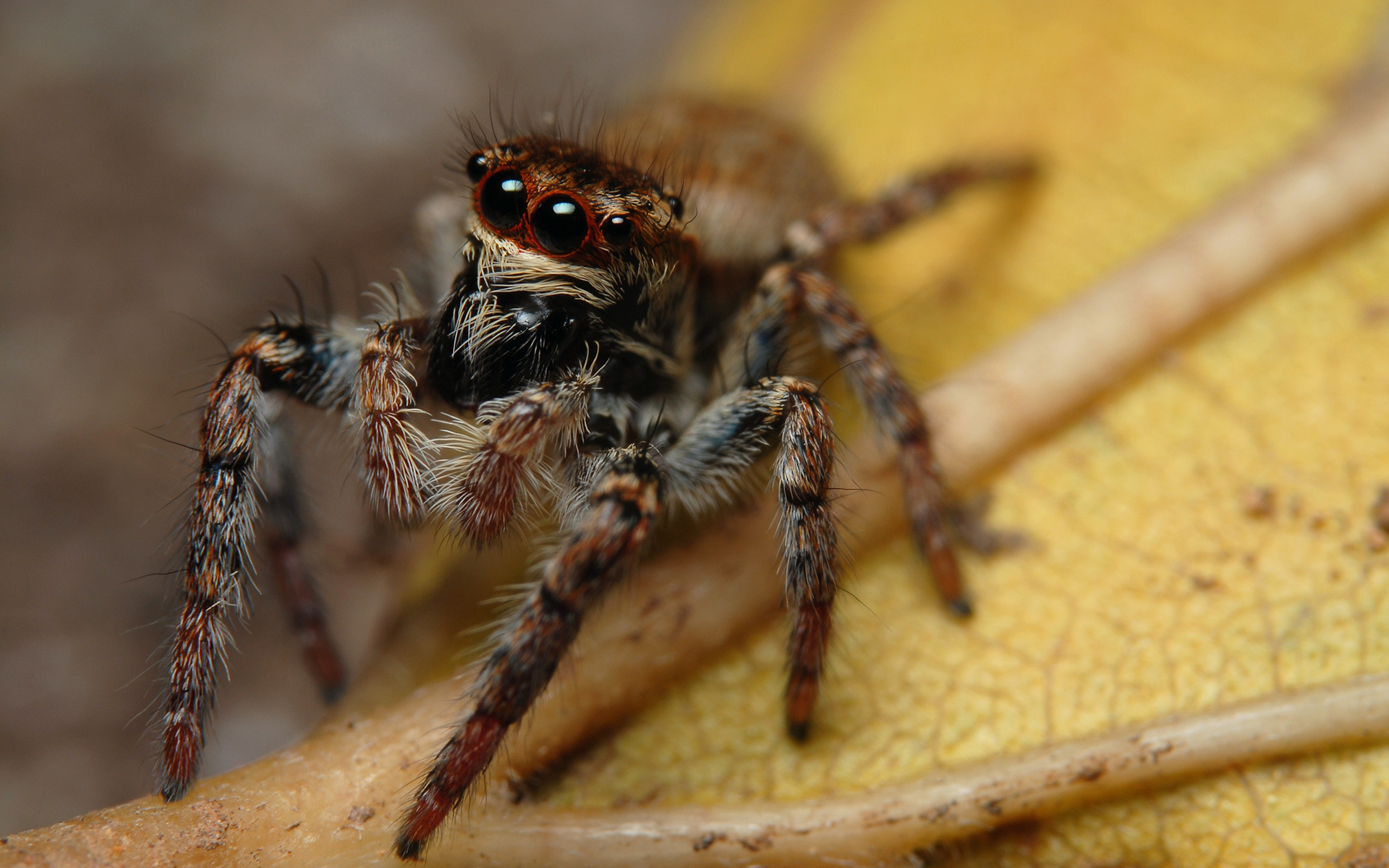 spiders, animal, jumping spider lock screen backgrounds