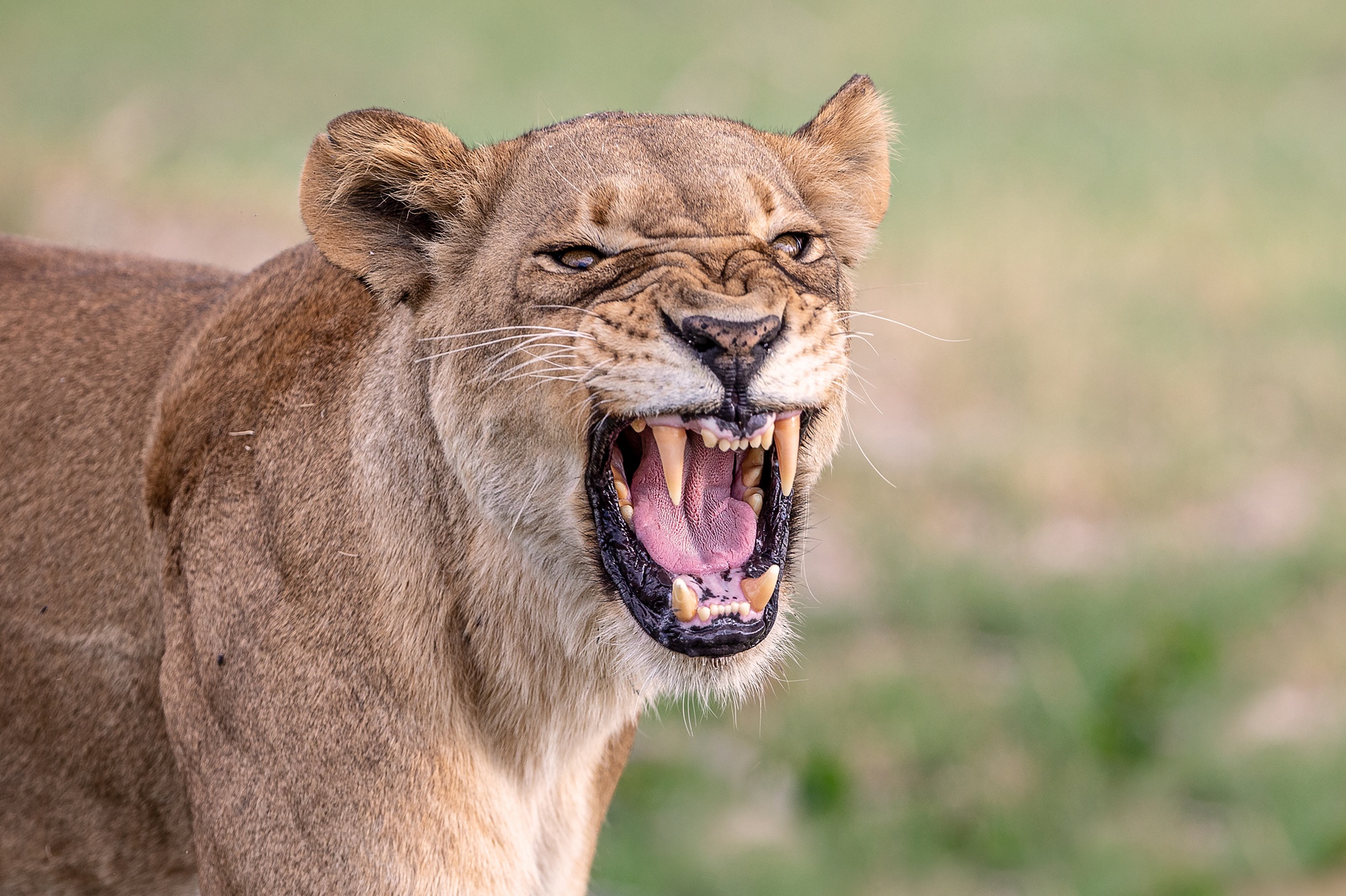 493350 descargar imagen animales, león, leona, gatos: fondos de pantalla y protectores de pantalla gratis