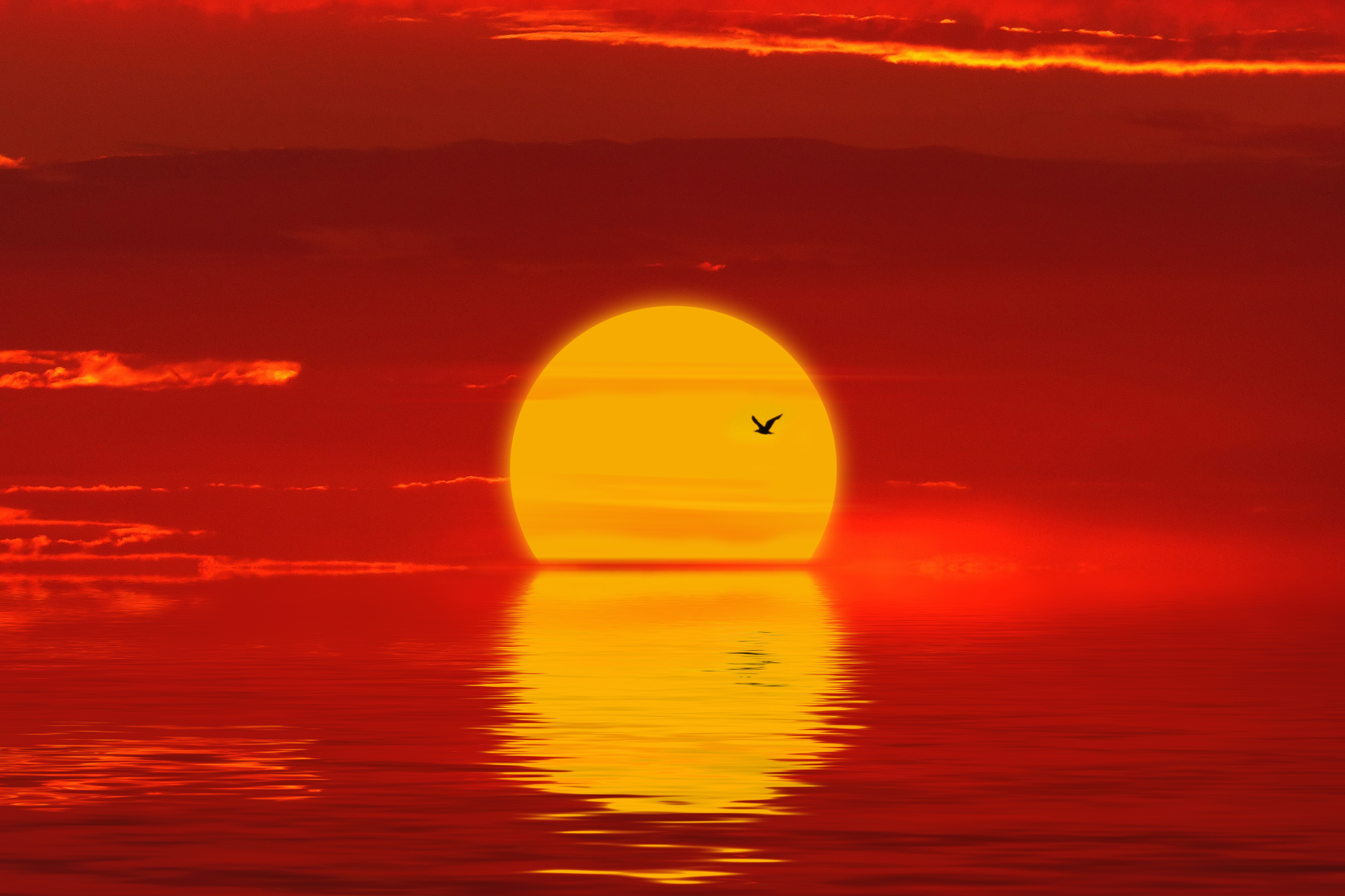 157826 Hintergrundbild herunterladen sun, natur, sunset, rot, silhouette, vogel - Bildschirmschoner und Bilder kostenlos