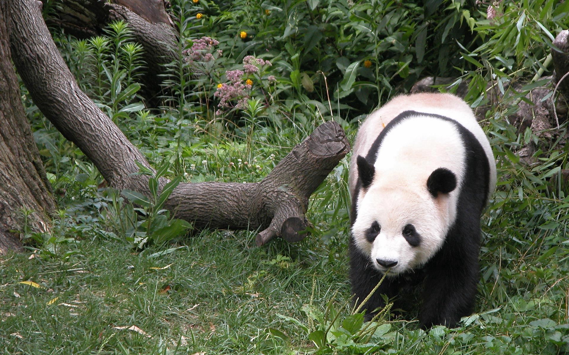 Download mobile wallpaper Grass, Wood, Tree, Animals, Stroll, Panda for free.