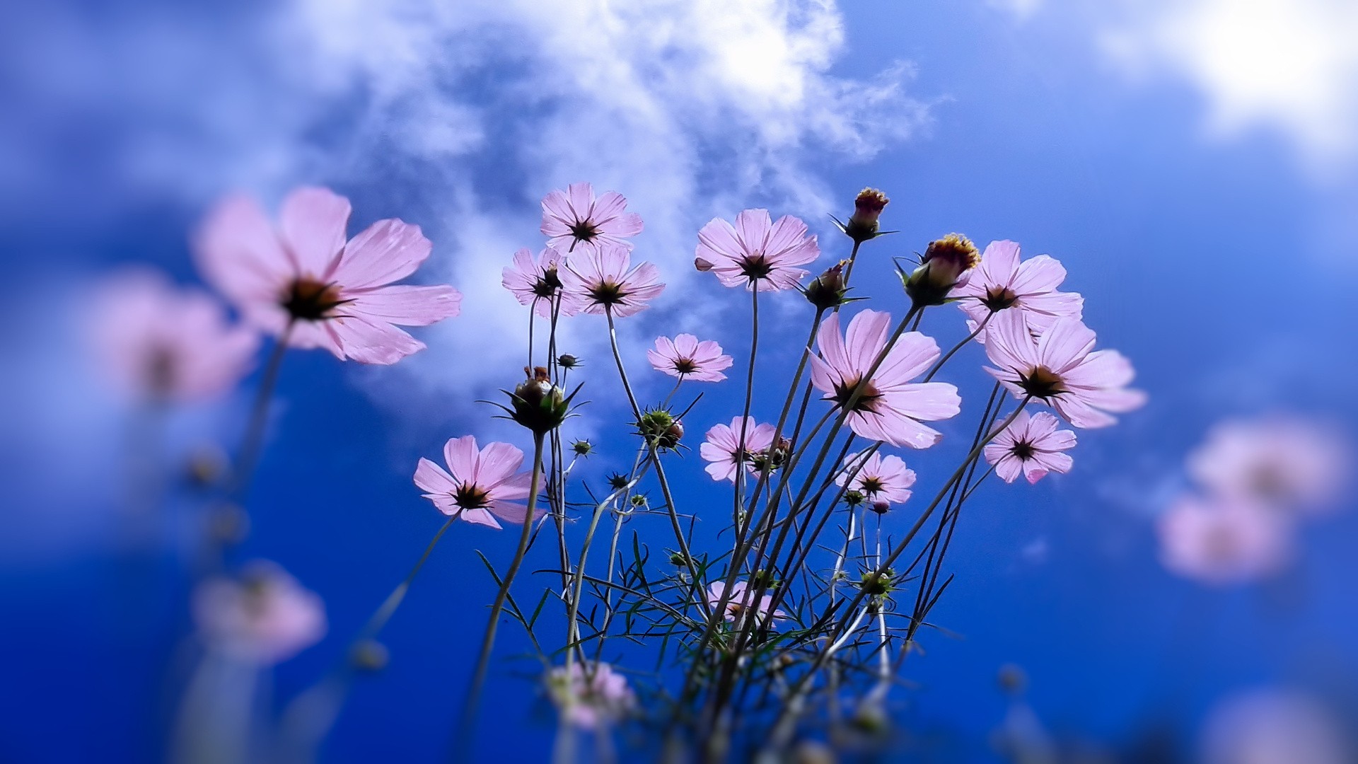 Цветы на фоне неба фото