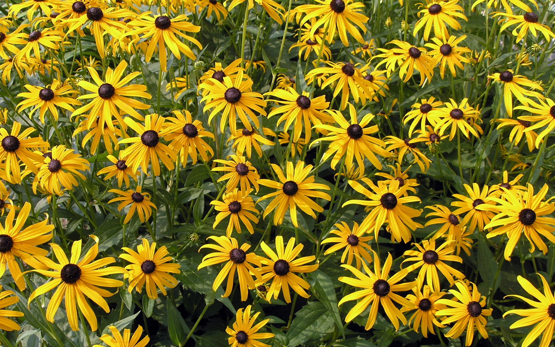 Download mobile wallpaper Black Eyed Susan, Yellow Flower, Flowers, Field, Flower, Earth for free.