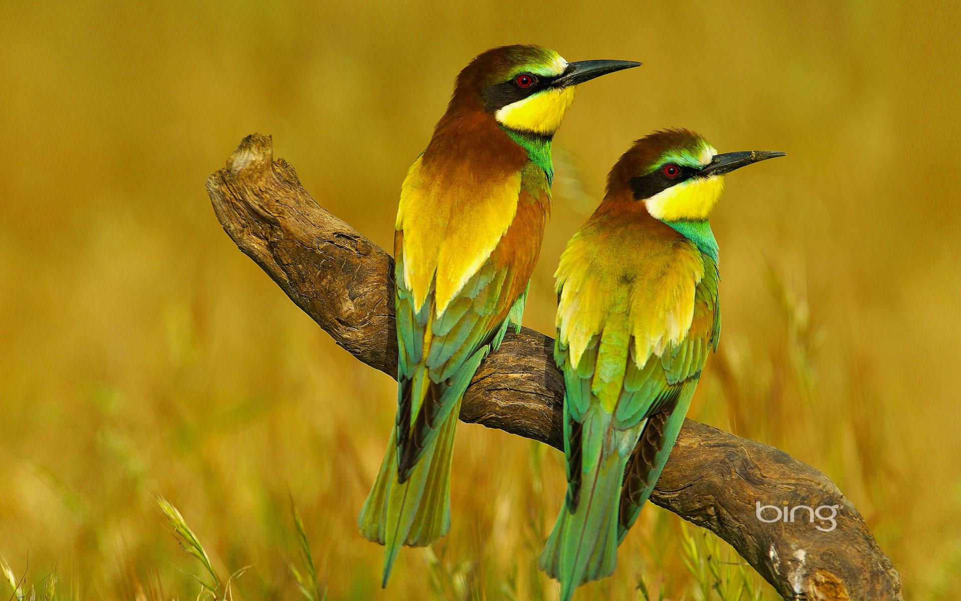 Best Bee Eater mobile Picture