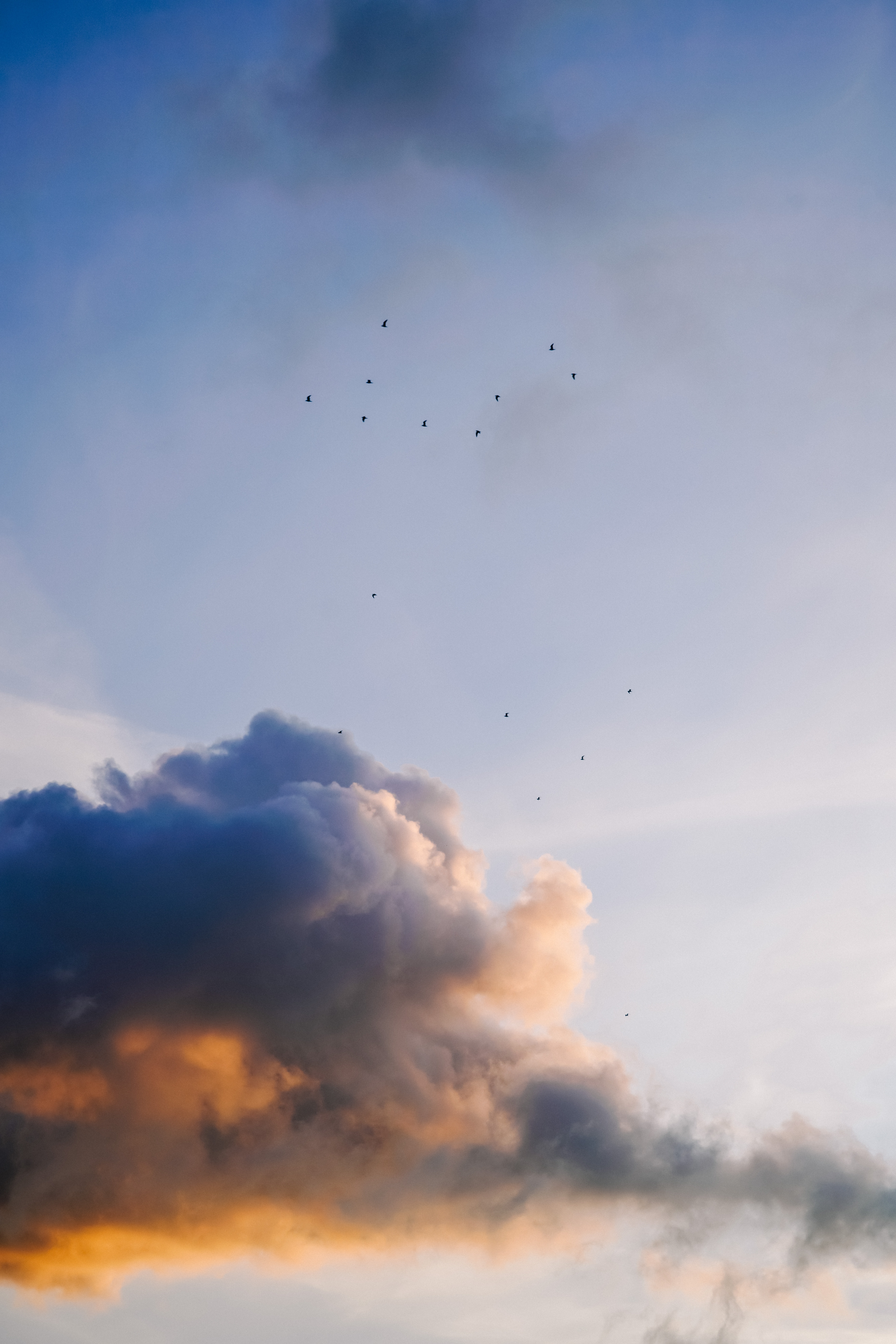 Laden Sie das Natur, Clouds, Sky, Herde, Vögel-Bild kostenlos auf Ihren PC-Desktop herunter