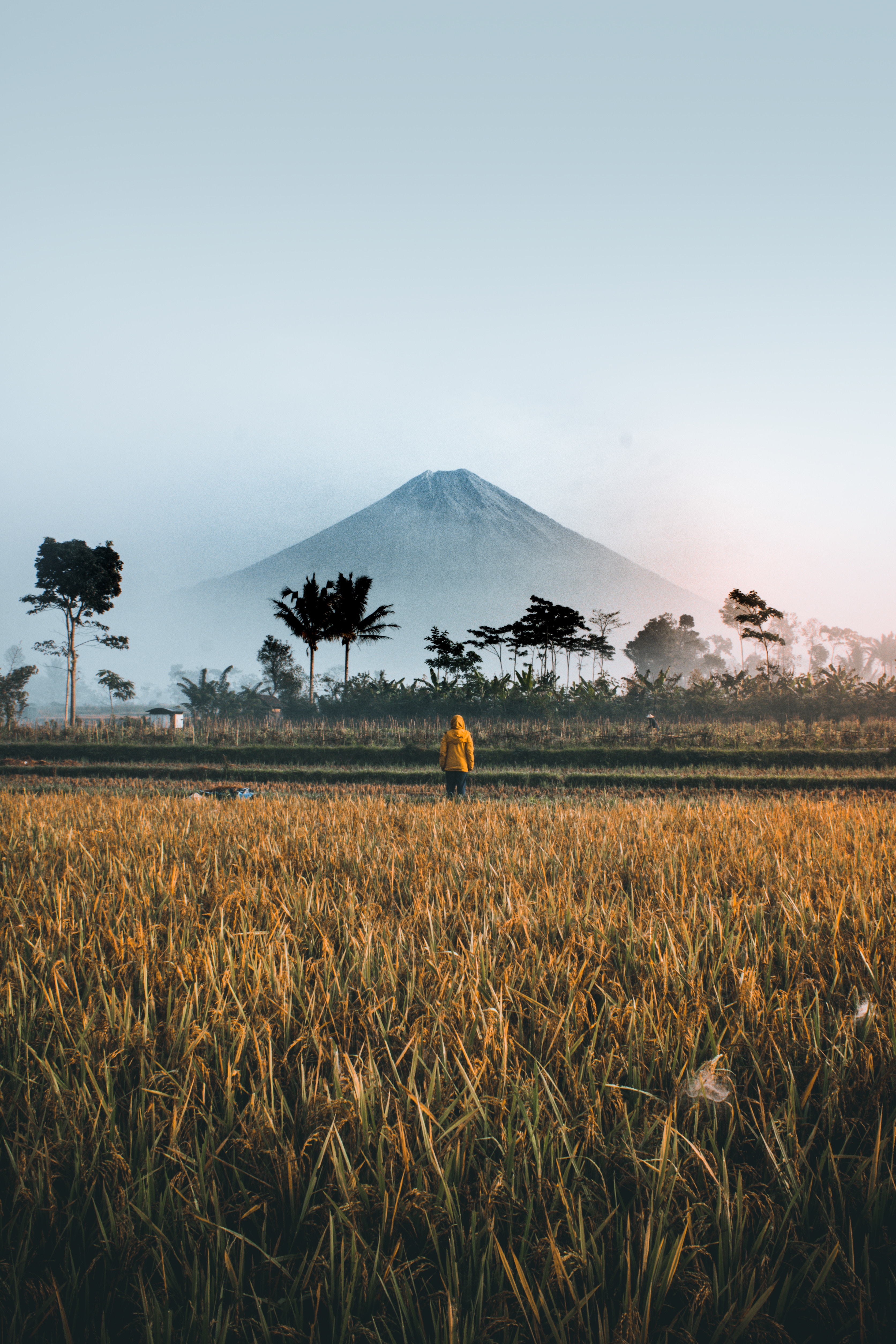 indonesia, nature, palms, mountain, privacy, seclusion, field, loneliness