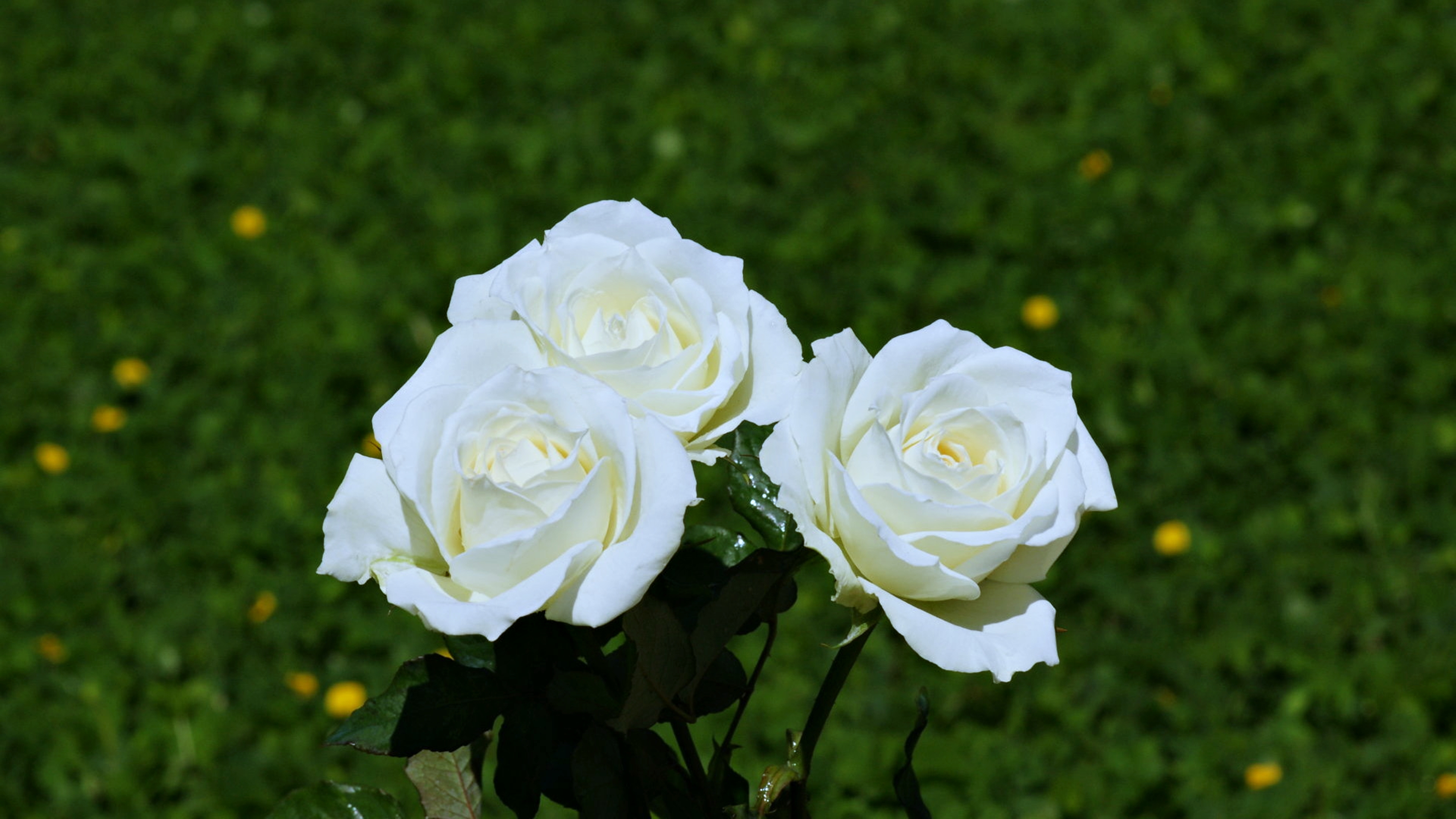 Download mobile wallpaper Garden, White Flower, Spring, Flowers, Nature, Rose, Earth for free.
