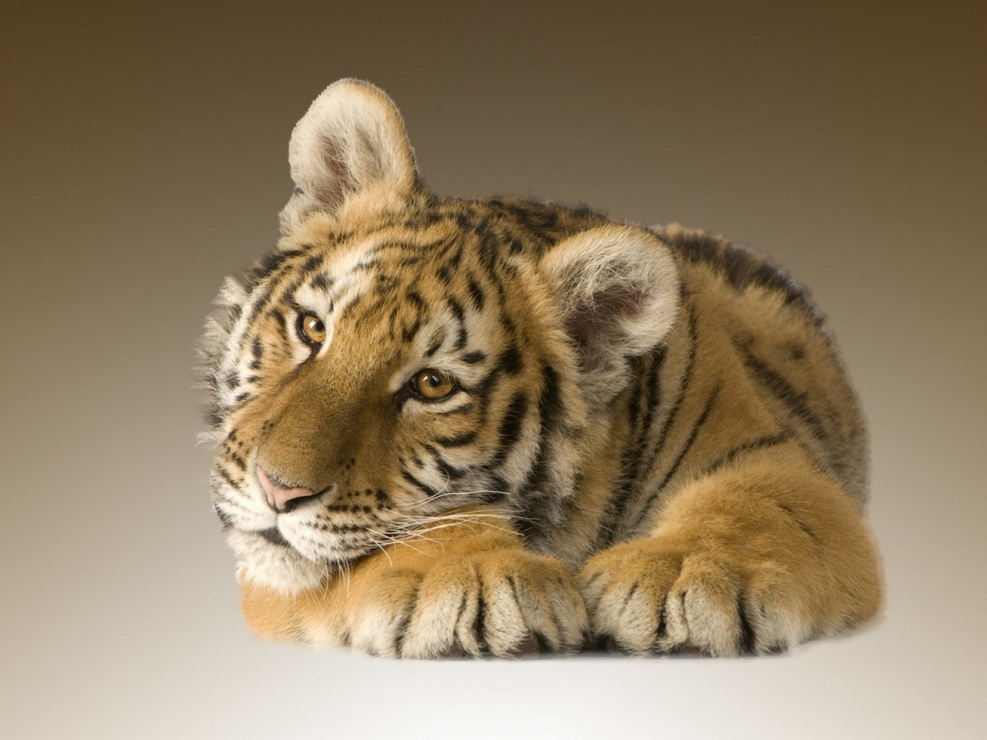 258631 baixar papel de parede animal bebê, filhote, gatos, animais, tigre - protetores de tela e imagens gratuitamente