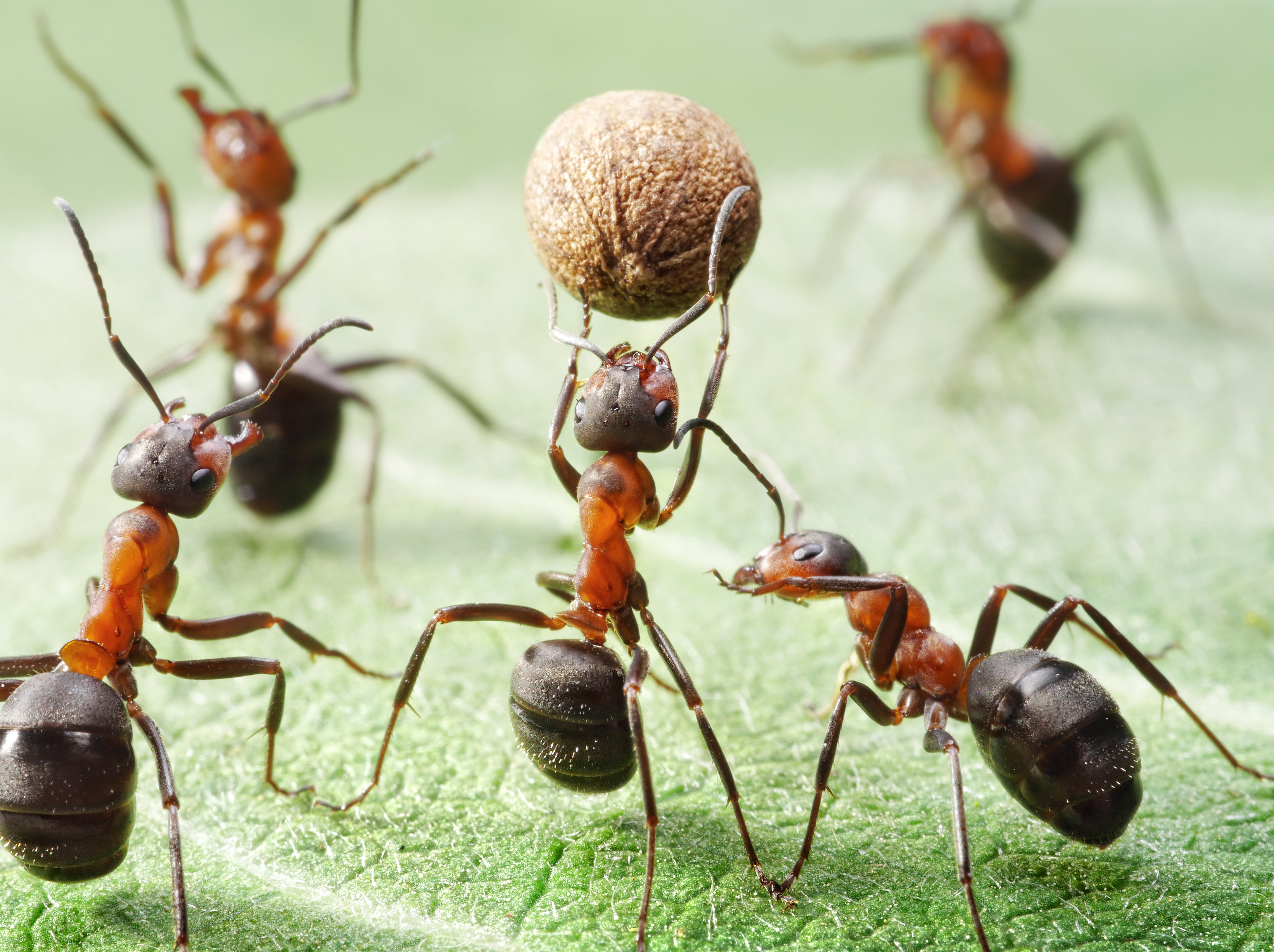 Муравей слушать. Фараоновые муравьи Муравейник. Насекомые муравей Муравейник. Касты муравьев. Волосистый Лесной муравей.