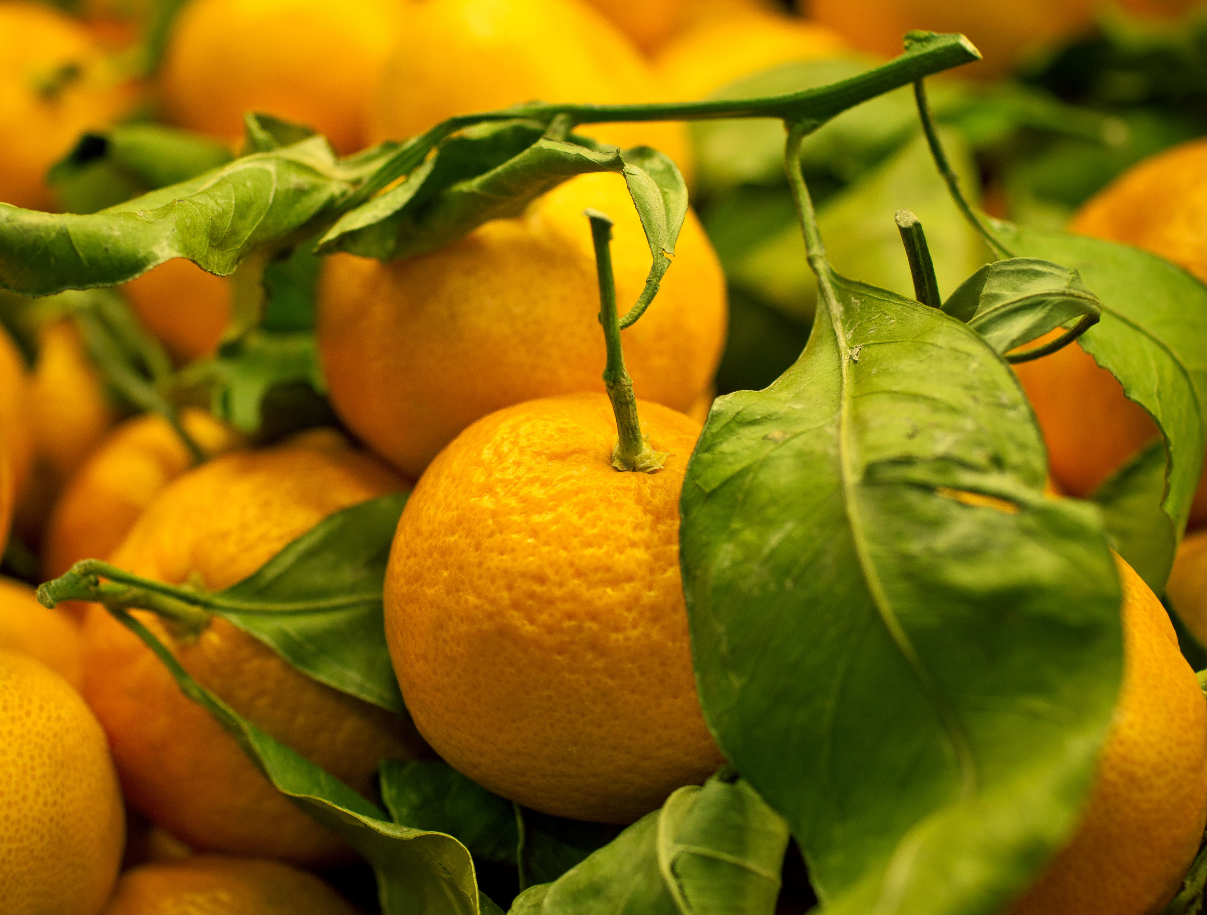 Мандарин обои. Цитрус мандарин +апельсин. Цитрус мевалар. Желтый фрукт. Сочные фрукты.