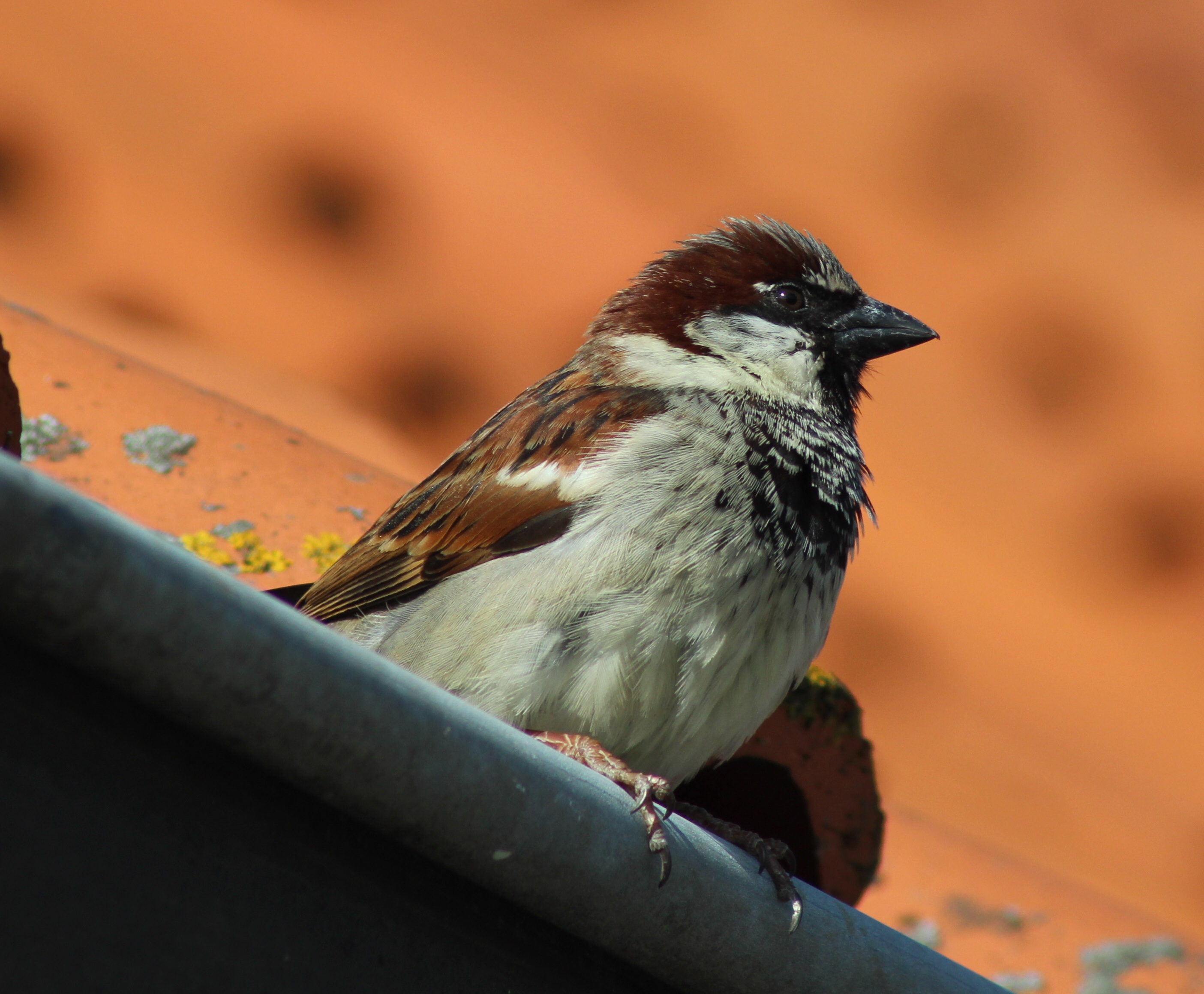 Download mobile wallpaper Animals, Beak, Bird, Sparrow for free.