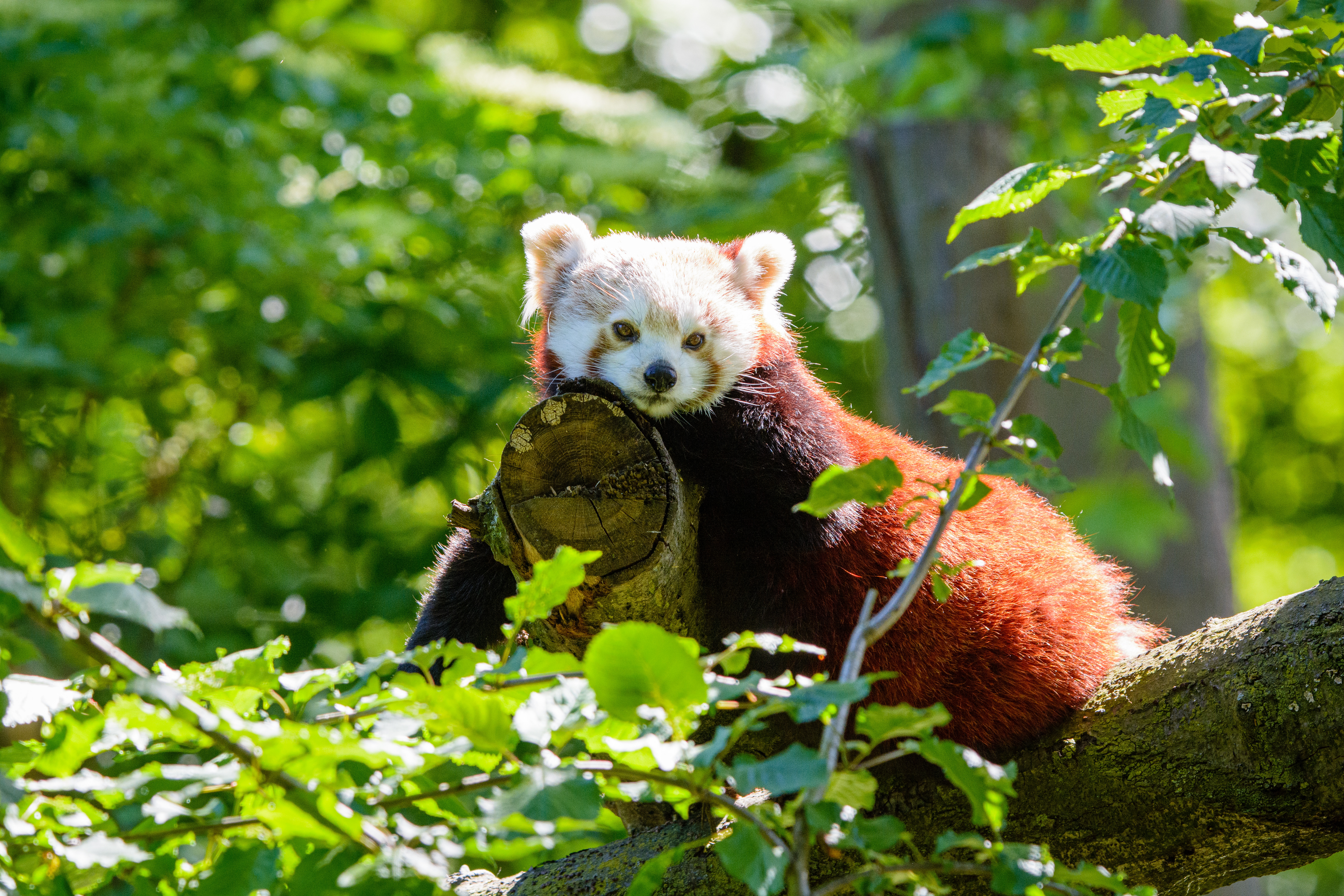 Handy-Wallpaper Baum, Holz, Tiere, Panda, Roter Panda, Tier kostenlos herunterladen.