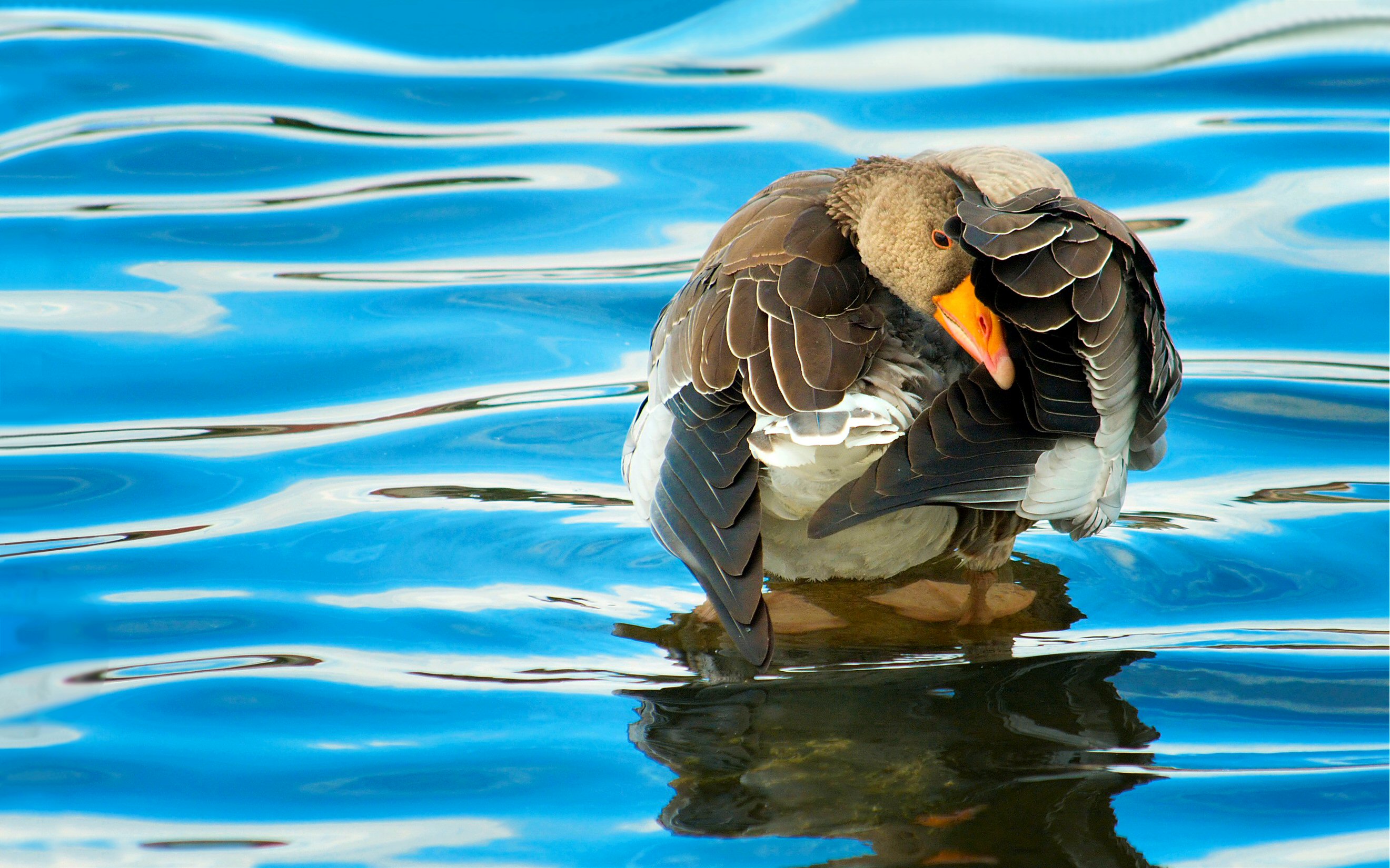 bird, animal, goose, blue, reflection, water, wave, birds Full HD
