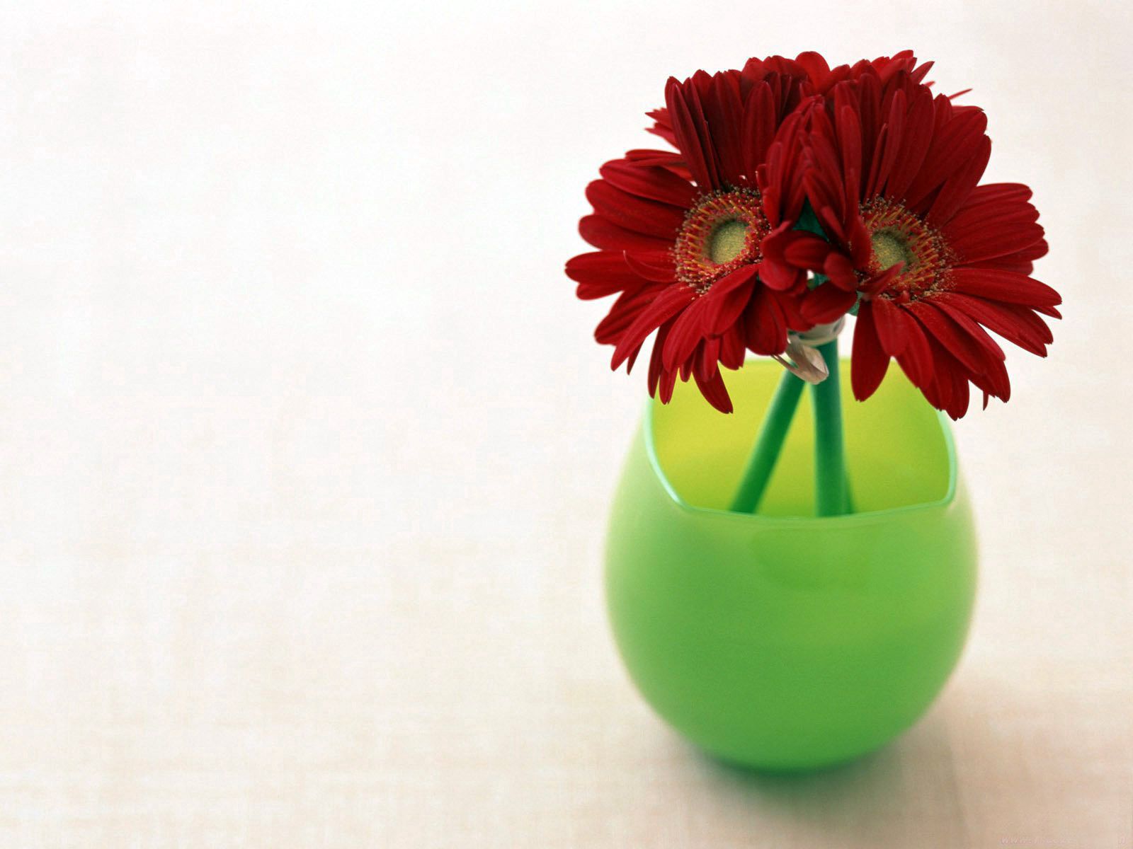 android flowers, gerberas, vase, three