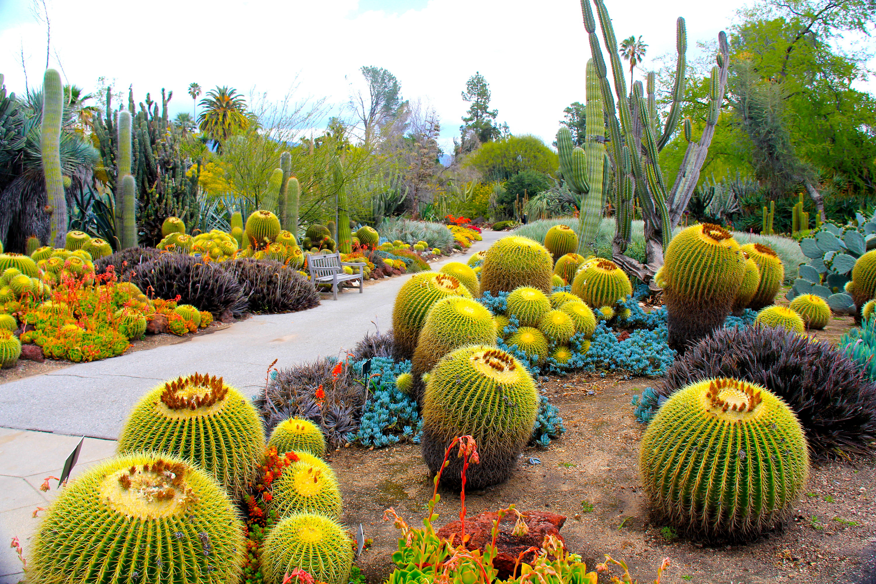 garden, nature, botanical garden, cactuses, usa, united states, california, botanic gardens, san marino phone background