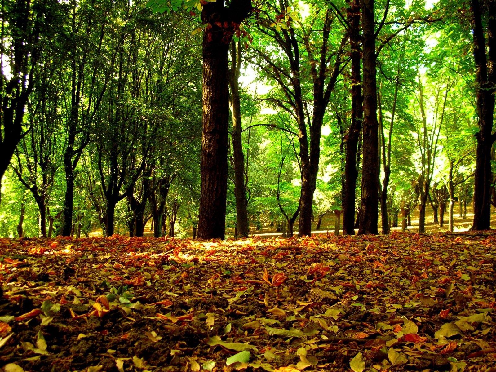 Download mobile wallpaper Forest, Crowns, Leaves, Trees, Nature, Crown for free.