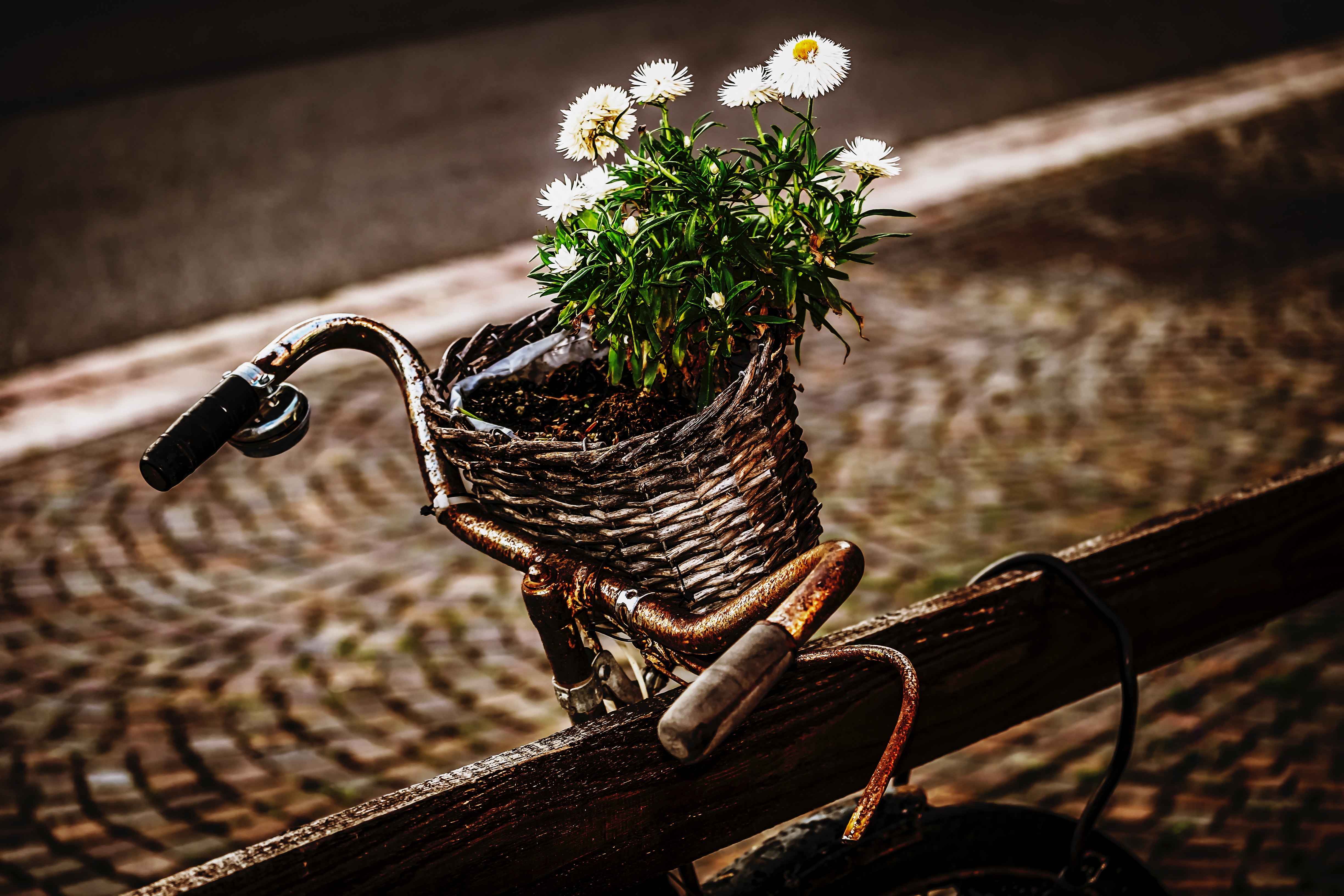 Laden Sie das Strauß, Korb, Rost, Bouquet, Fahrrad, Blumen-Bild kostenlos auf Ihren PC-Desktop herunter