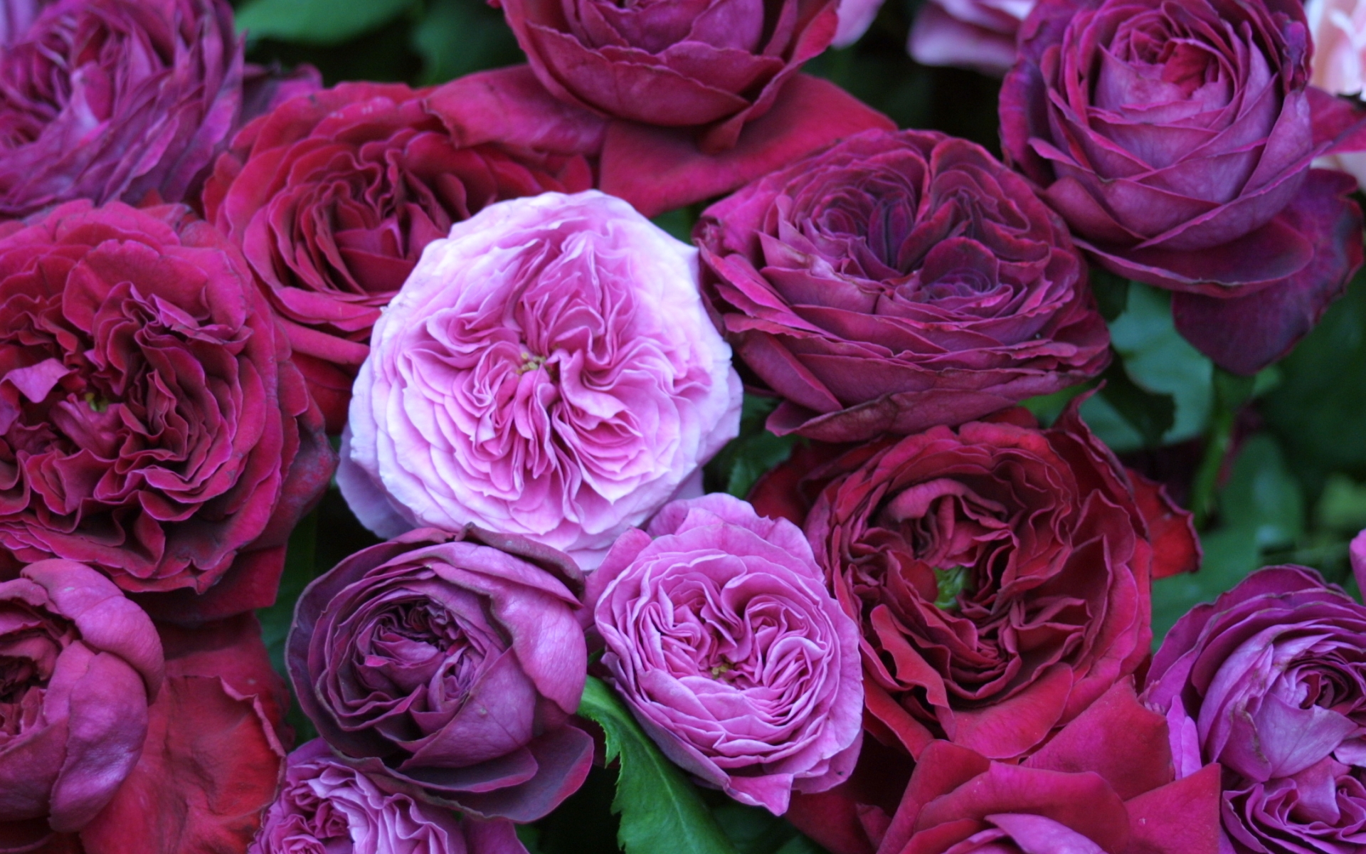 Download mobile wallpaper Plants, Flowers, Violet, Roses for free.