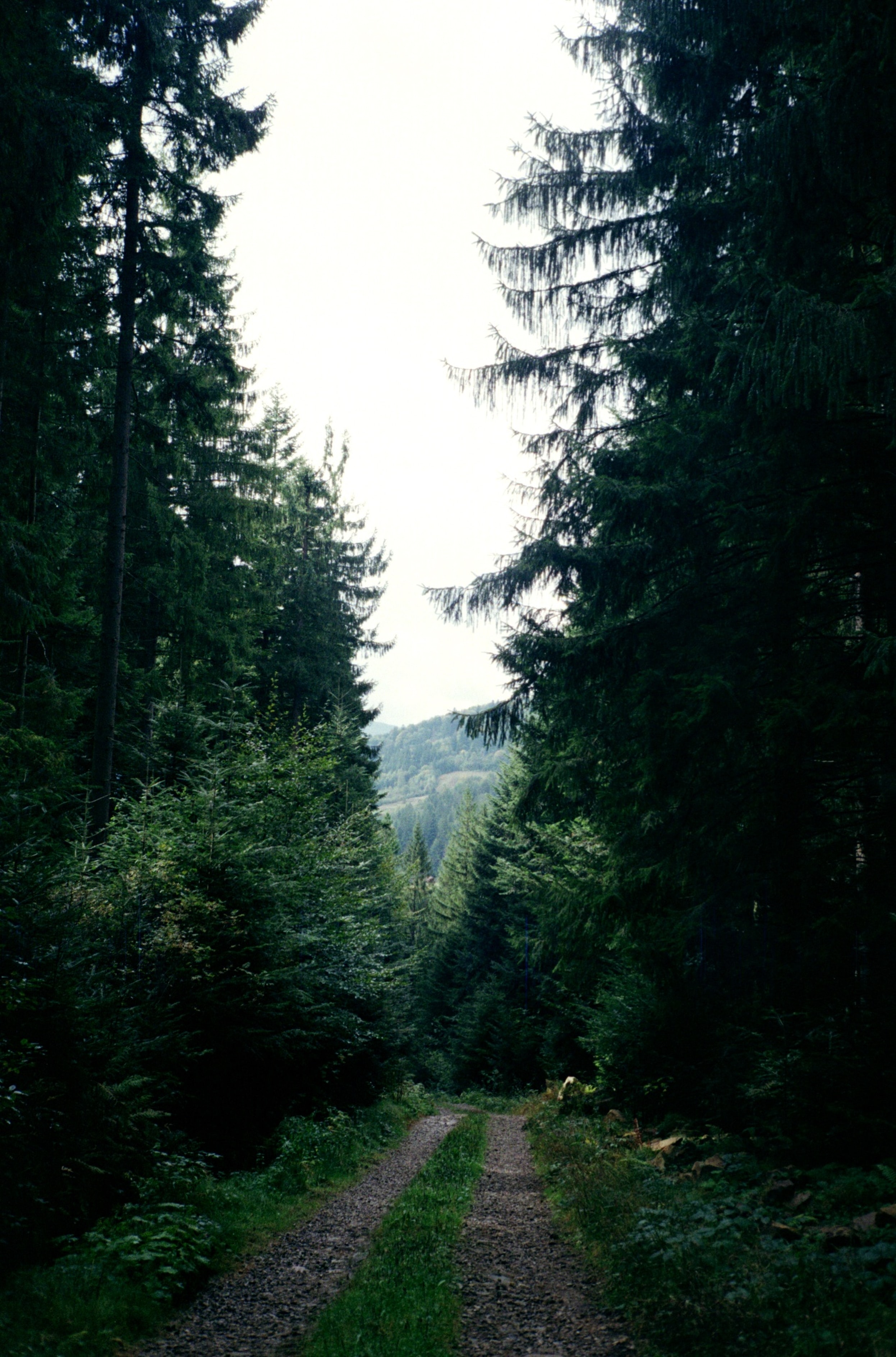 Download mobile wallpaper Ate, Forest, Nature, Road, Trees for free.