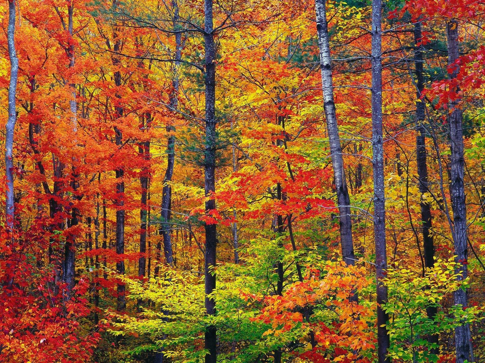 121558壁紙のダウンロード秋, 自然, 木, 葉, 森林, 森, トランクス, 塗料-スクリーンセーバーと写真を無料で