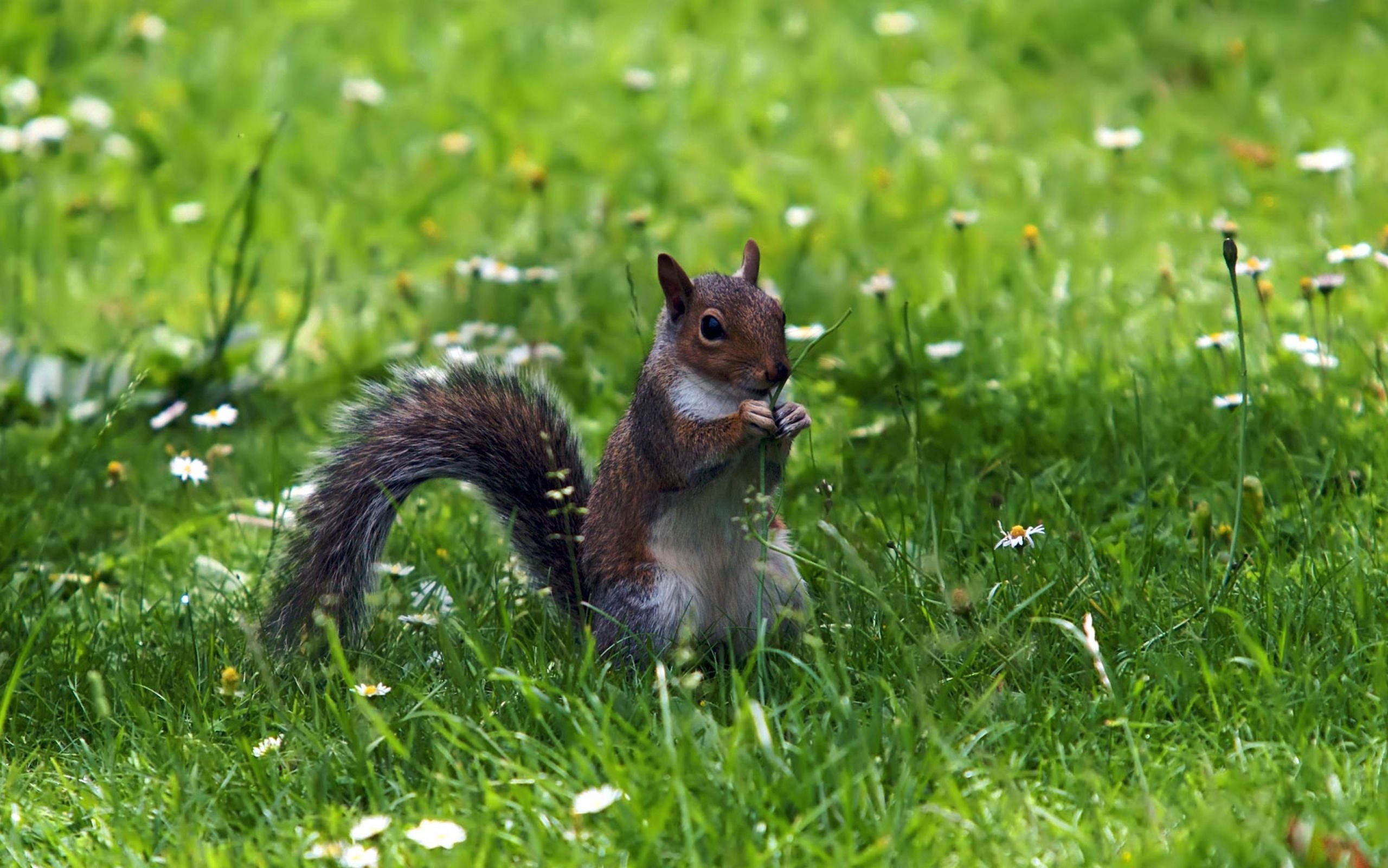 Download mobile wallpaper Sit, Grass, Animal, Animals, Squirrel for free.