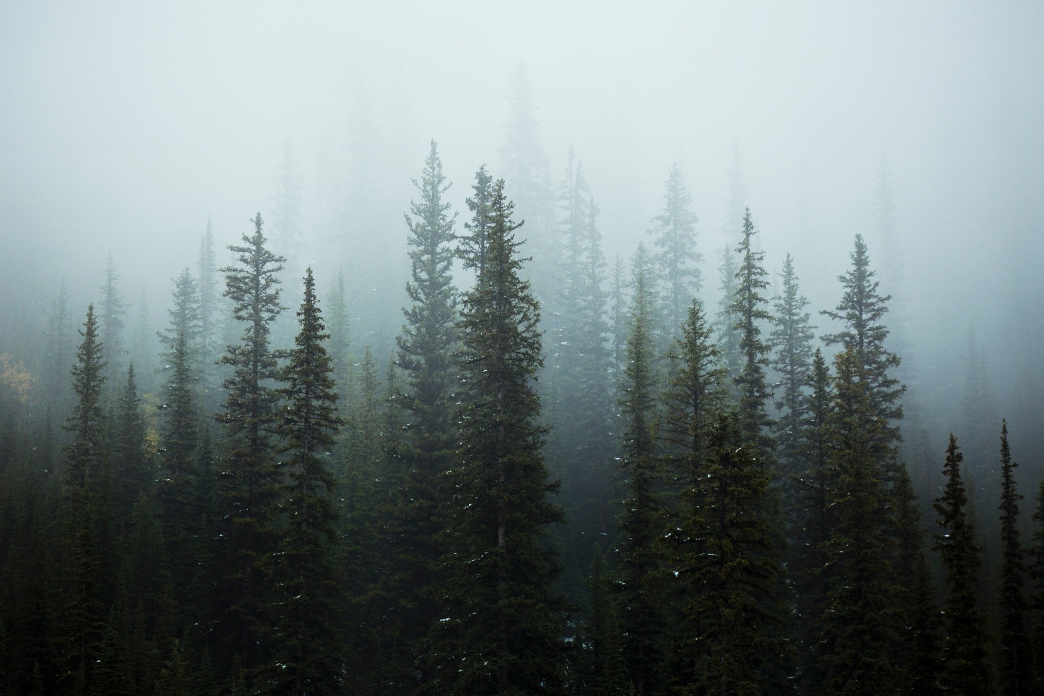 Туман В Лесу