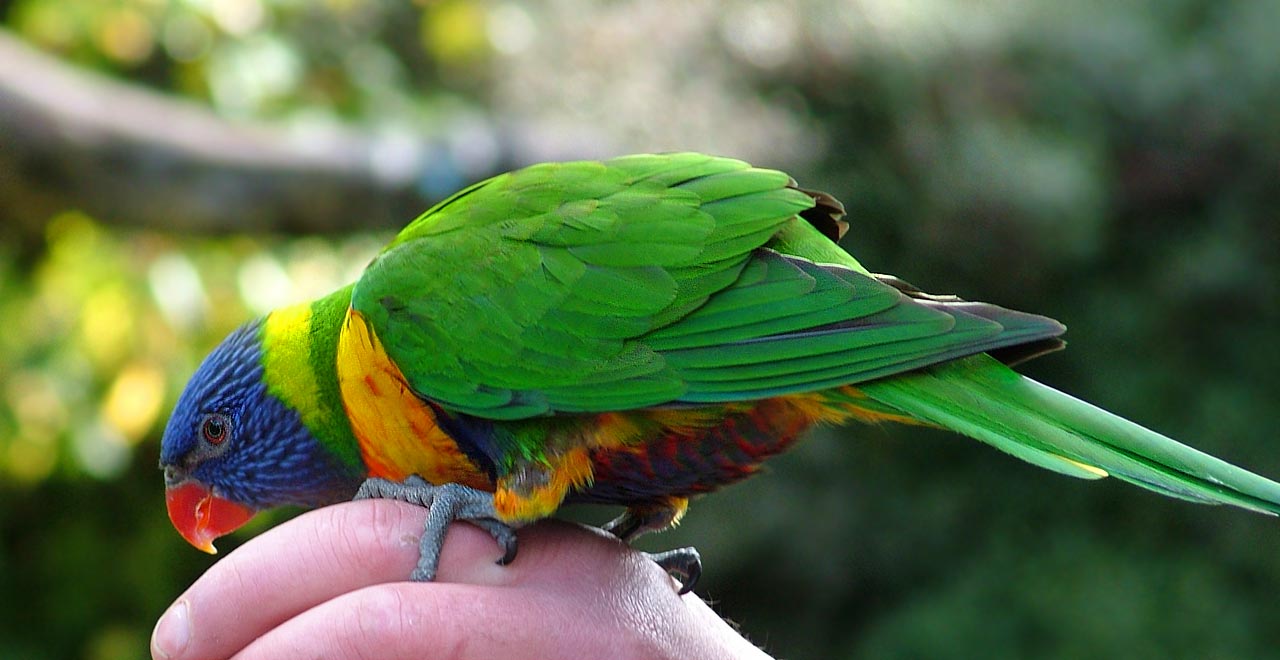 animal, rainbow lorikeet, bird cellphone