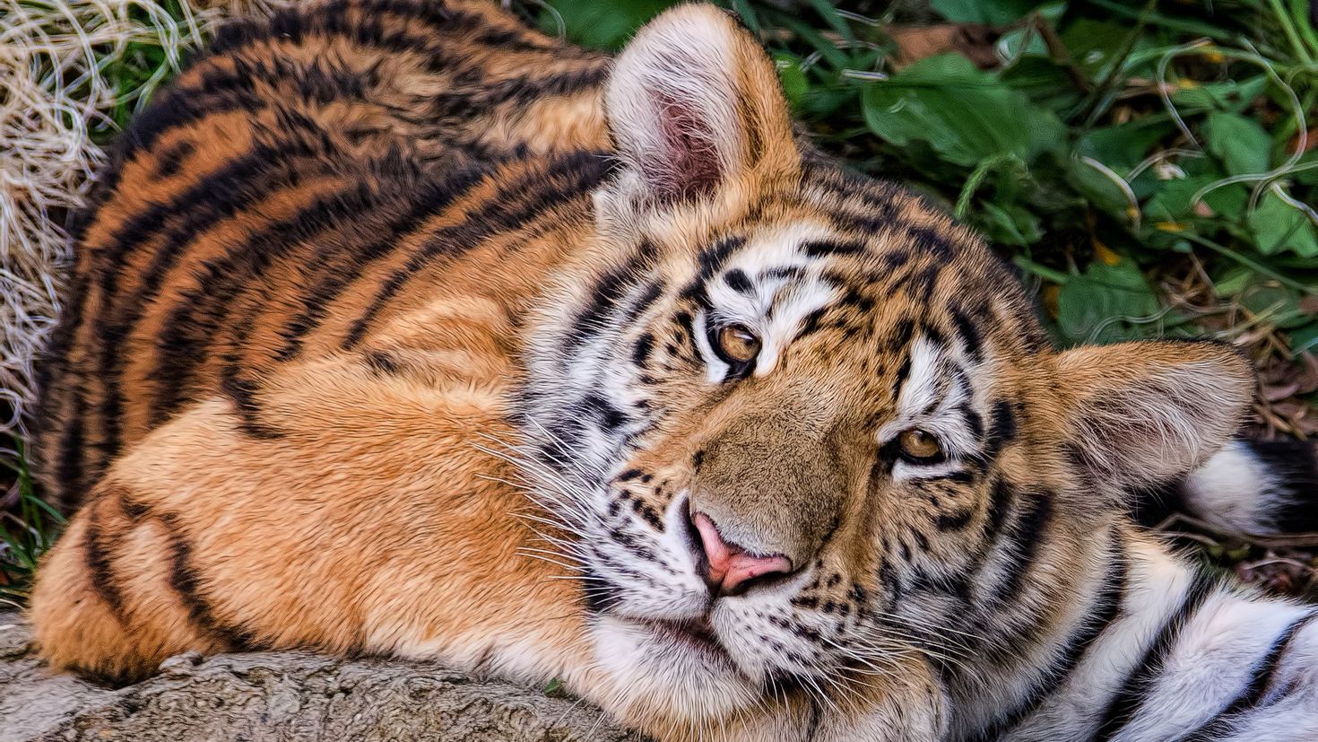 Тигрята Амурского тигра