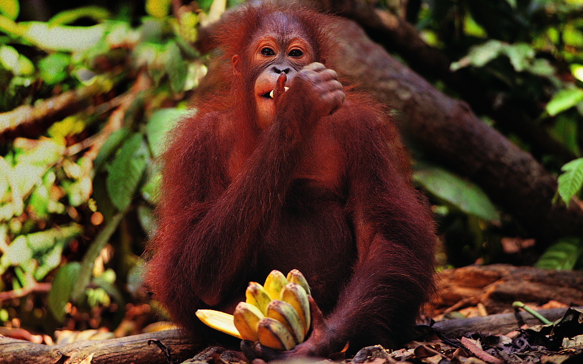 animal, orangutan, monkey, monkeys images